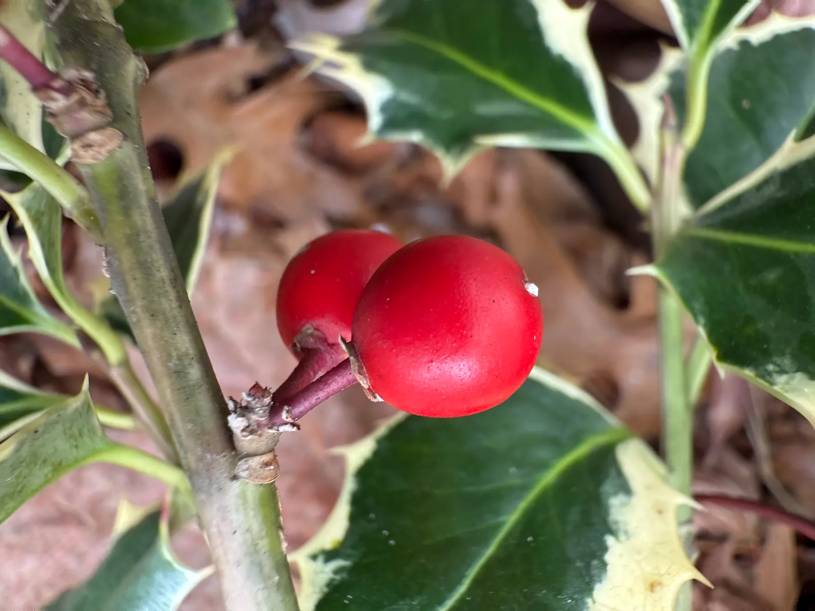 Variegated English Holly (Ilex Aquifolium 'Argentea Marginata') — although growth is relatively slow