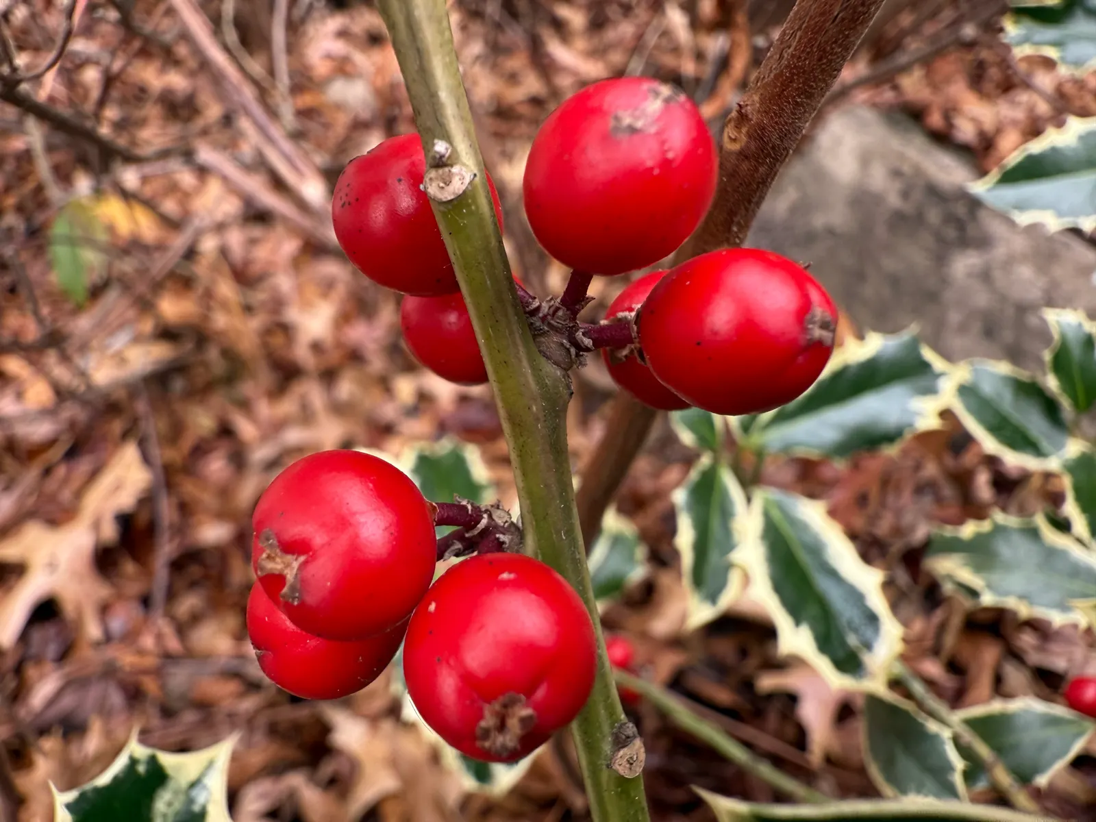 Variegated English Holly (Ilex Aquifolium 'Argentea Marginata') — The female plants will produce the characteristic bright red berries in the winter