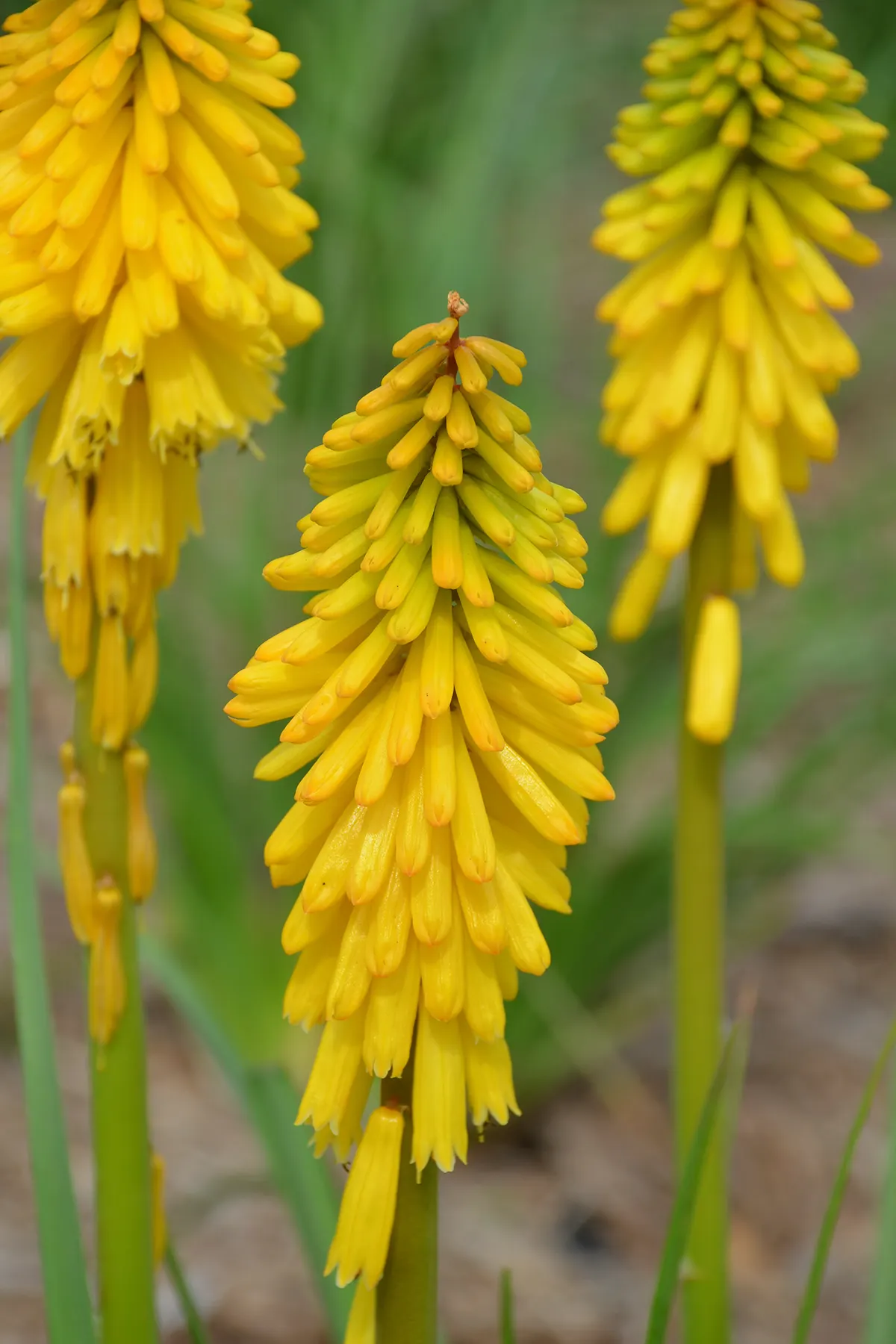 'Solar Flare' Red Hot Poker (Kniphofia hybrid) — It matures at 36-42 inches tall and 24-30 inches wide