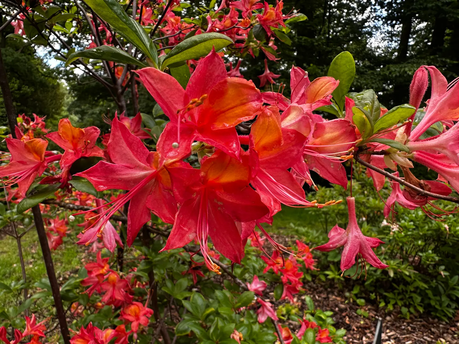 Unique Rhododendron (Rhododendron 'Unique') — It thrives in well-drained