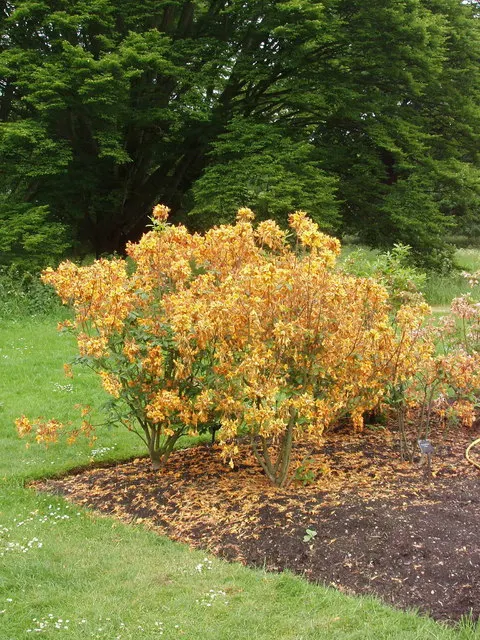 Unique Rhododendron (Rhododendron 'Unique') — An evergreen shrub, it reaches heights of 4-5 feet with a similar spread