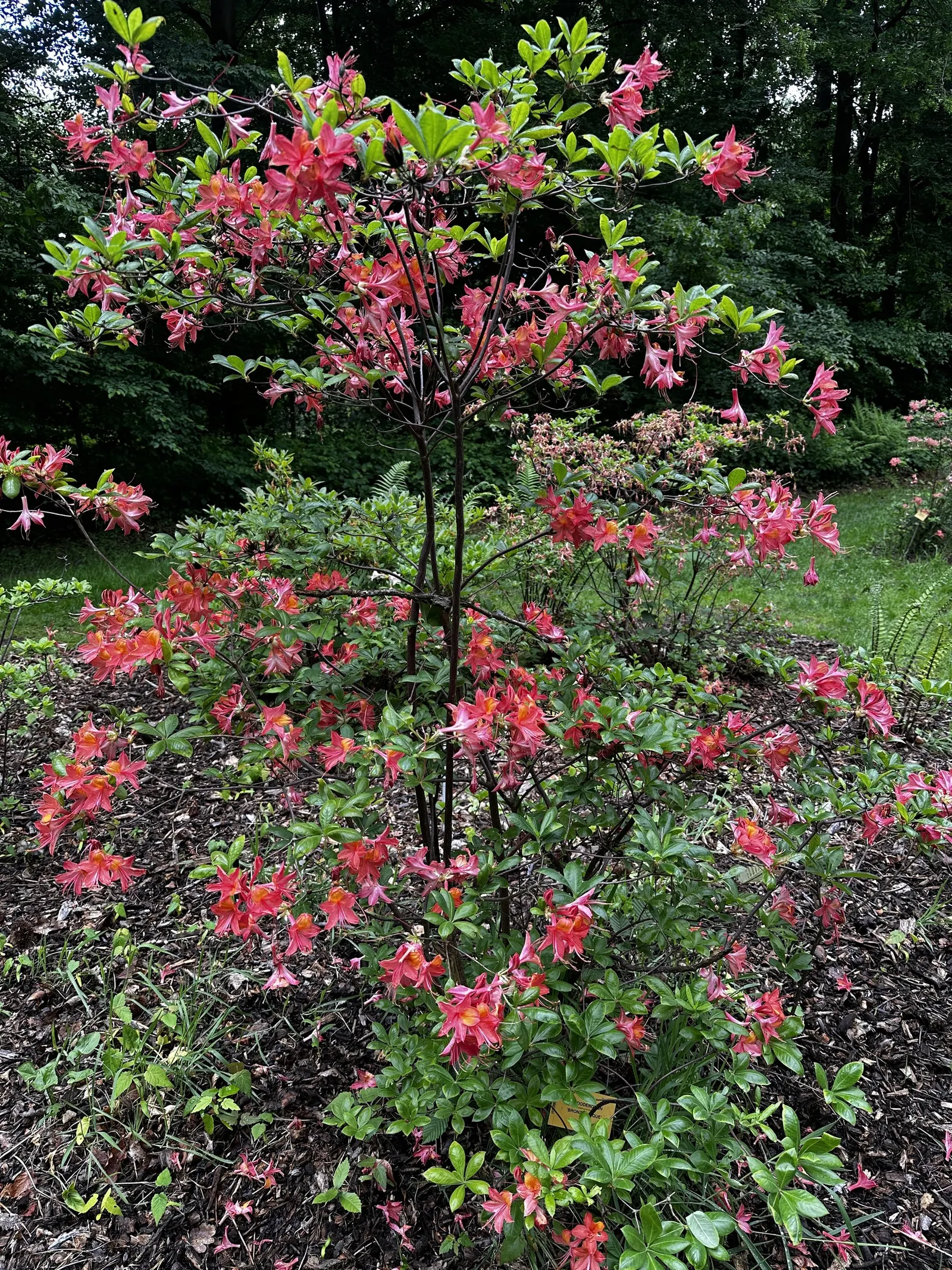 Unique Rhododendron (Rhododendron 'Unique') — This cultivar typically matures to a compact size, ranging from 4 to 5 feet in height with a similar spread