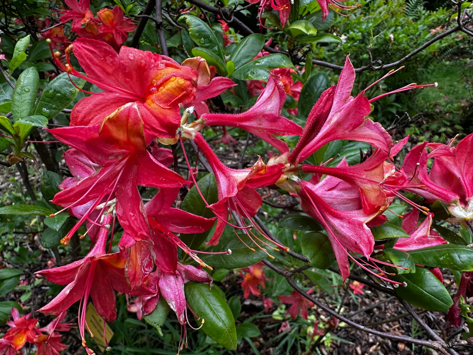Unique Rhododendron (Rhododendron 'Unique') — Each flower cluster, or truss, can host up to 10-15 trumpet-shaped blossoms, spanning up to 3 inches across