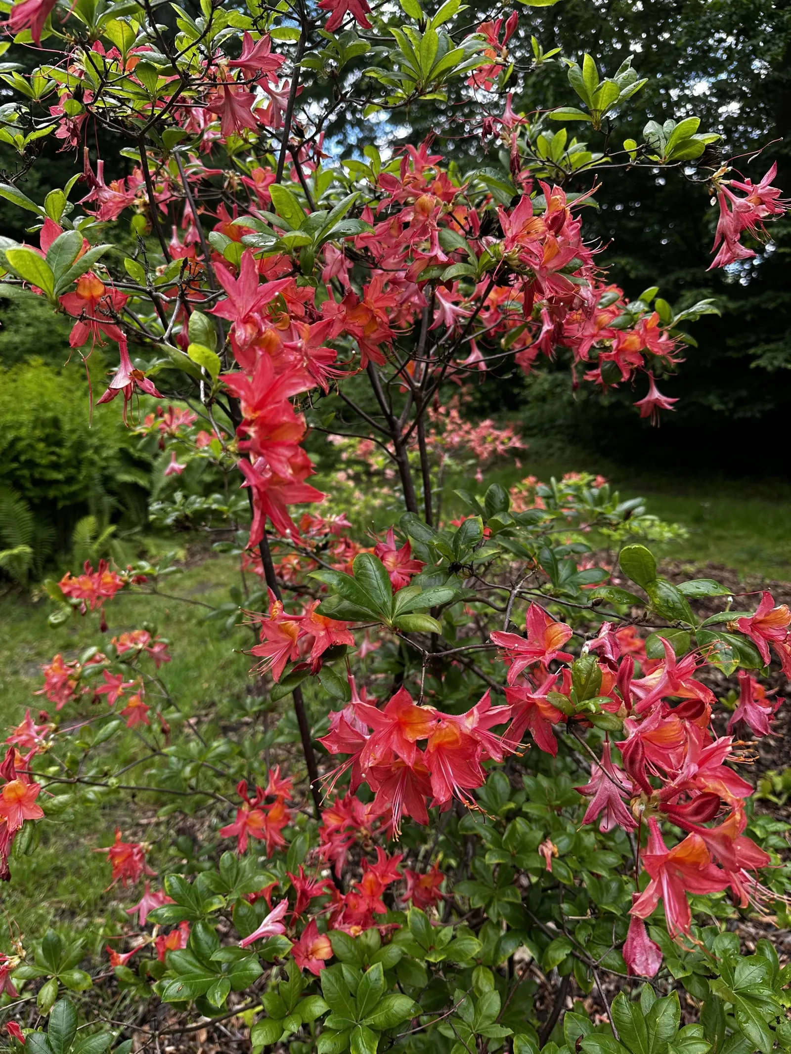 Unique Rhododendron (Rhododendron 'Unique') — This floriferous display is a highlight in mid to late spring