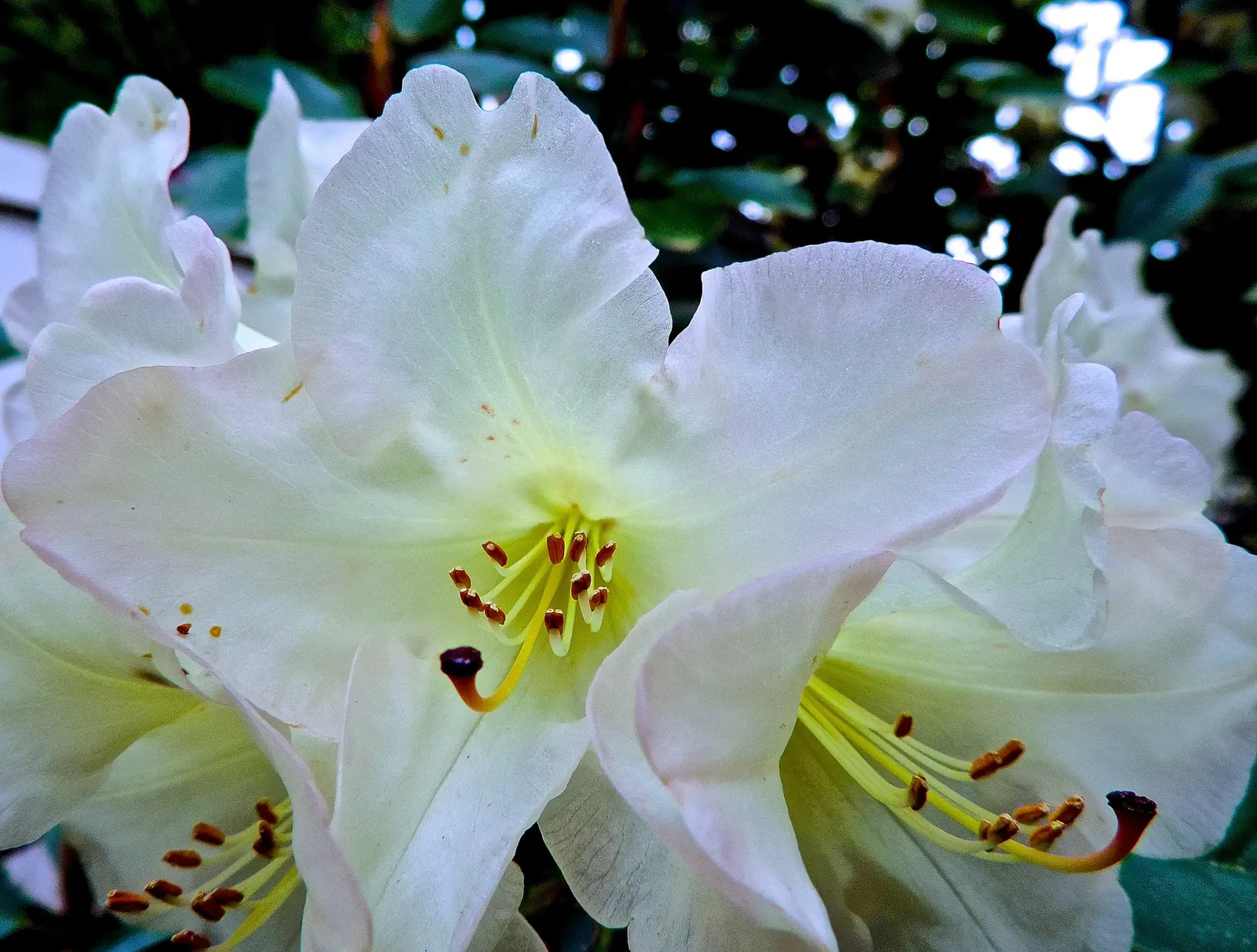 Unique Rhododendron (Rhododendron 'Unique') — Ideal for foundation plantings or woodland gardens, it's cold-hardy to Zone 6 and requires little pruning