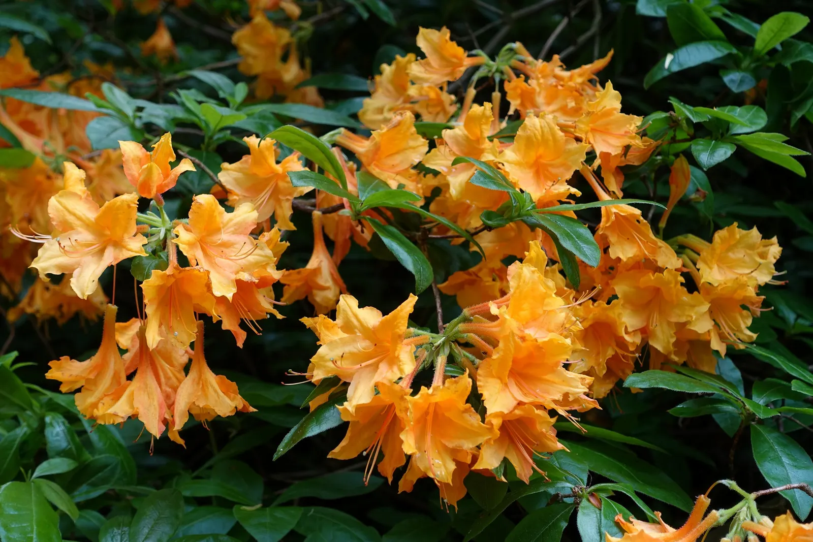 Unique Rhododendron (Rhododendron 'Unique') — Plant in moist, well-drained, acidic soil with partial shade