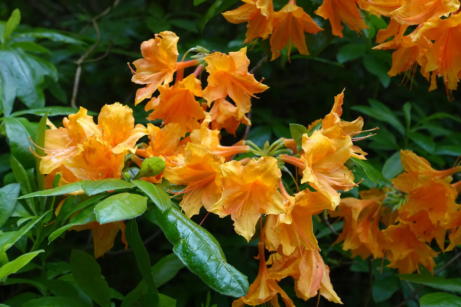 Unique Rhododendron (Rhododendron 'Unique') — Its broad, glossy leaves provide year-round interest