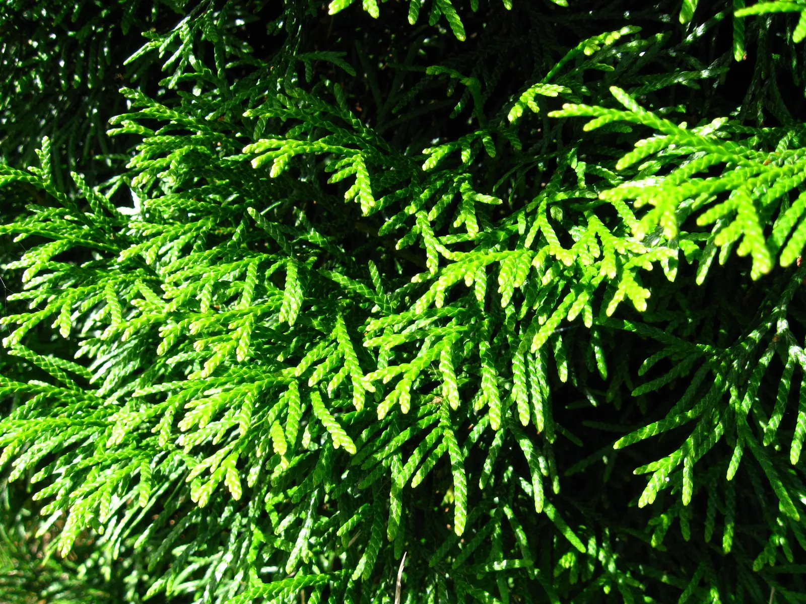 Emerald Green Arborvitae (Thuja Occidentalis 'Smaragd') — scientifically named Thuja occidentalis \'Smaragd\'