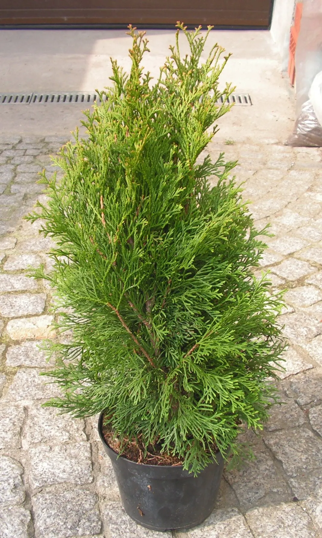 Emerald Green Arborvitae (Thuja Occidentalis 'Smaragd') — Low-maintenance and cold-hardy; it requires full to partial sun