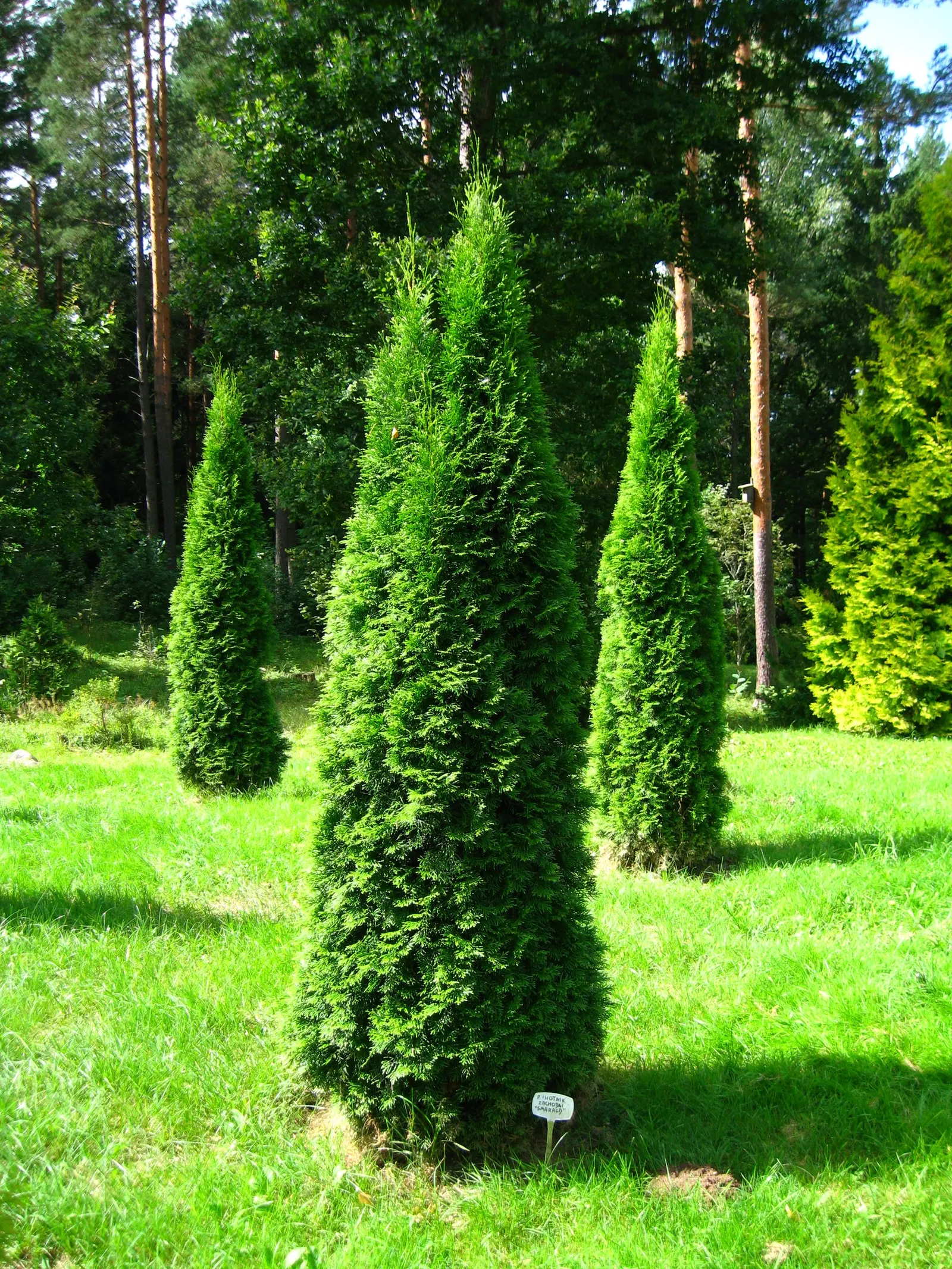 Emerald Green Arborvitae (Thuja Occidentalis 'Smaragd') — lush green color that remains consistent throughout the year