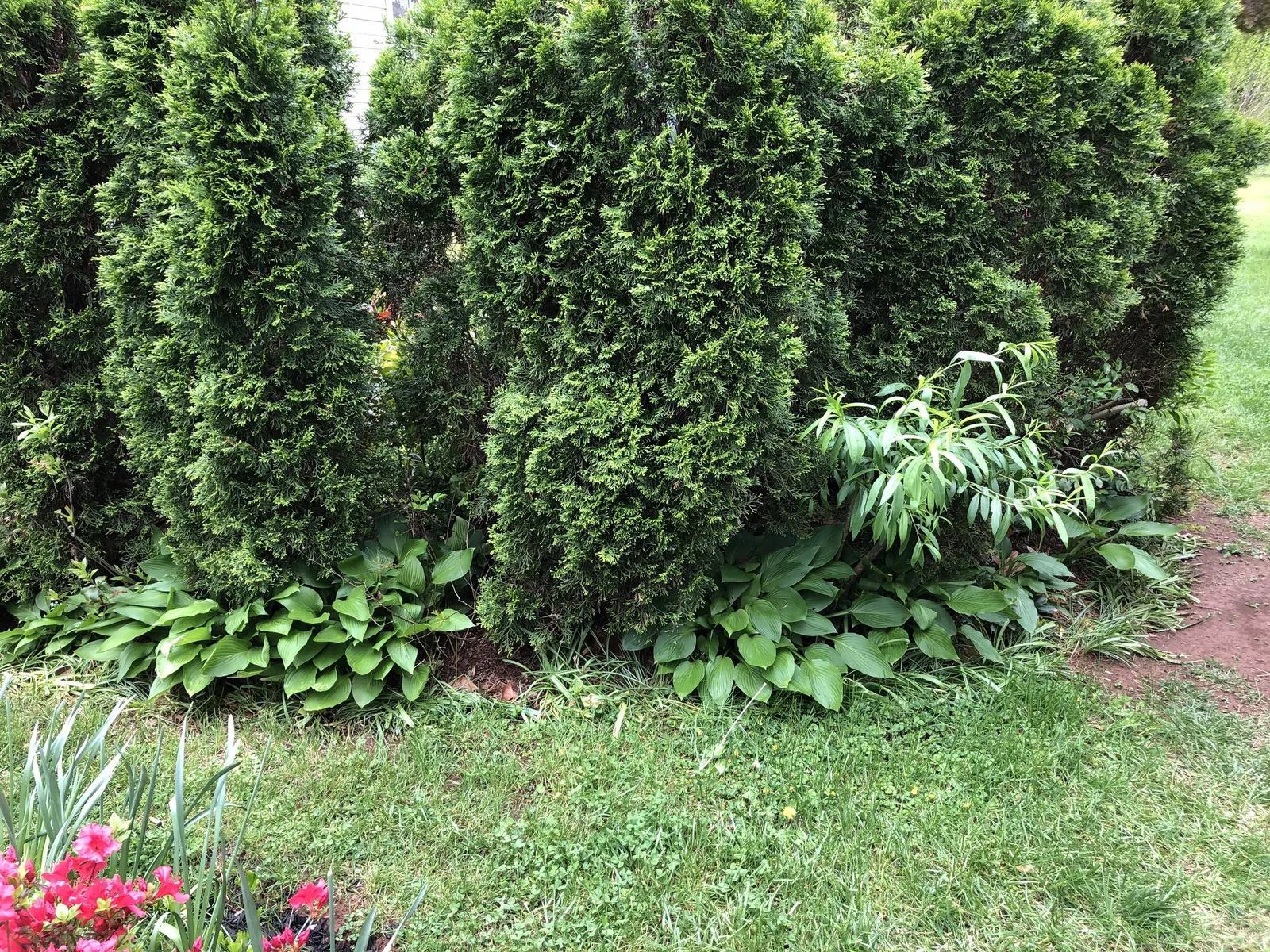 Emerald Green Arborvitae (Thuja Occidentalis 'Smaragd') — Space 2-3 feet apart for a seamless living fence