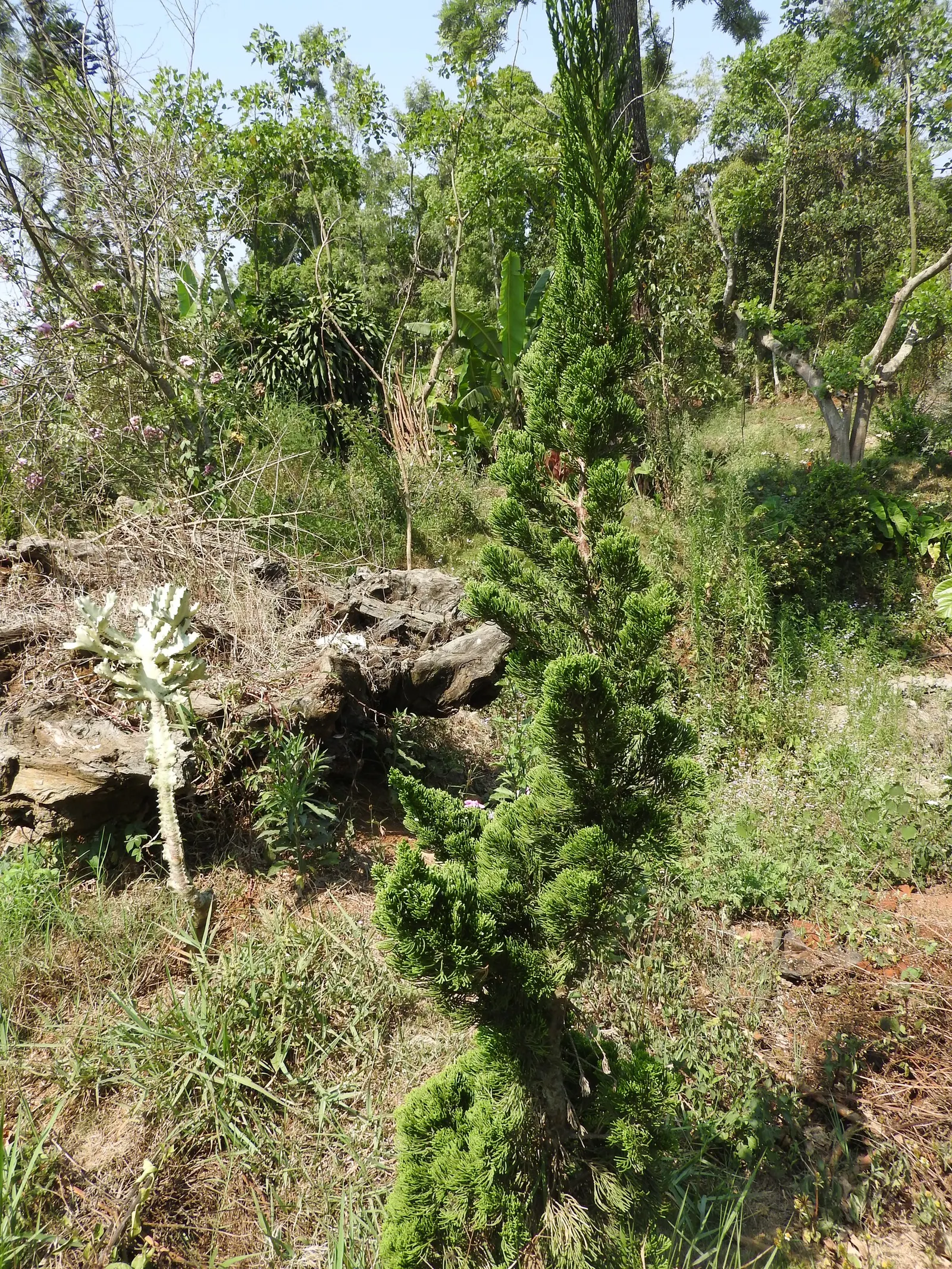 Emerald Green Arborvitae (Thuja Occidentalis 'Smaragd') — It matures to 12-14 feet in height and 3-4 feet in width, offering dense, lustrous green foliage