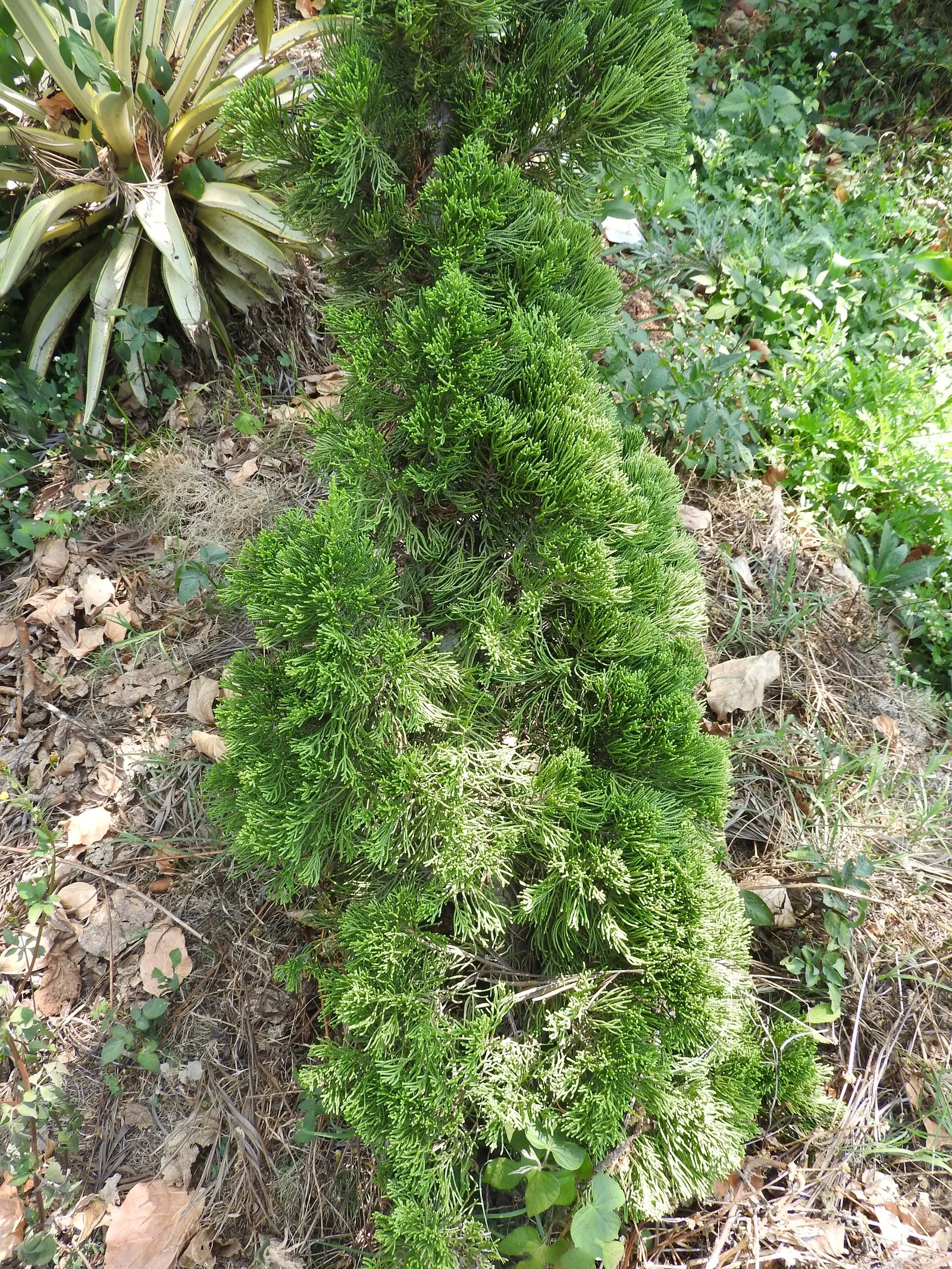 Emerald Green Arborvitae (Thuja Occidentalis 'Smaragd') — The Emerald Green Arborvitae (Thuja occidentalis 'Smaragd') is a vibrant evergreen with a compact