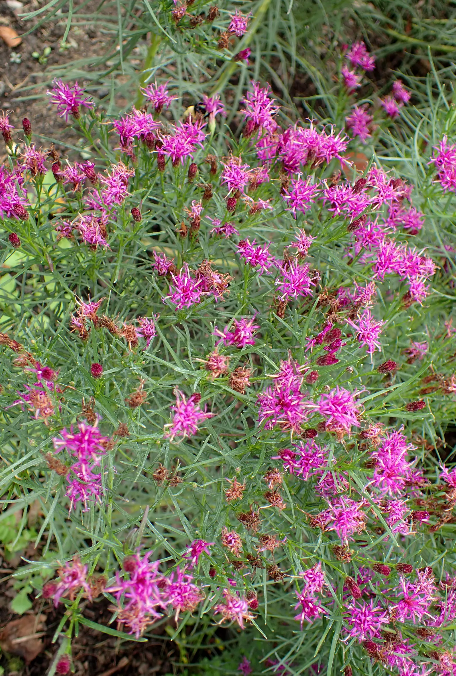 Iron Butterfly Vernonia (Vernonia Lettermanii 'Iron Butterfly') — It boasts vibrant purple flowers in late summer