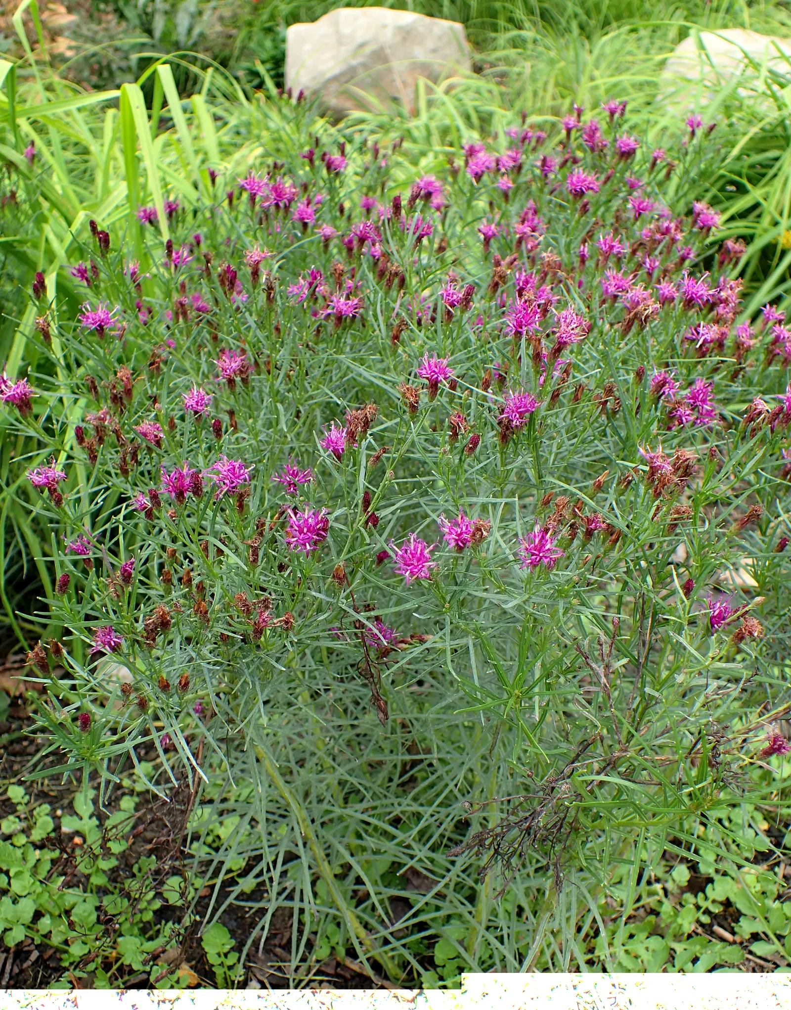 Iron Butterfly Vernonia (Vernonia Lettermanii 'Iron Butterfly') — showcasing thread-like leaves on sturdy stems