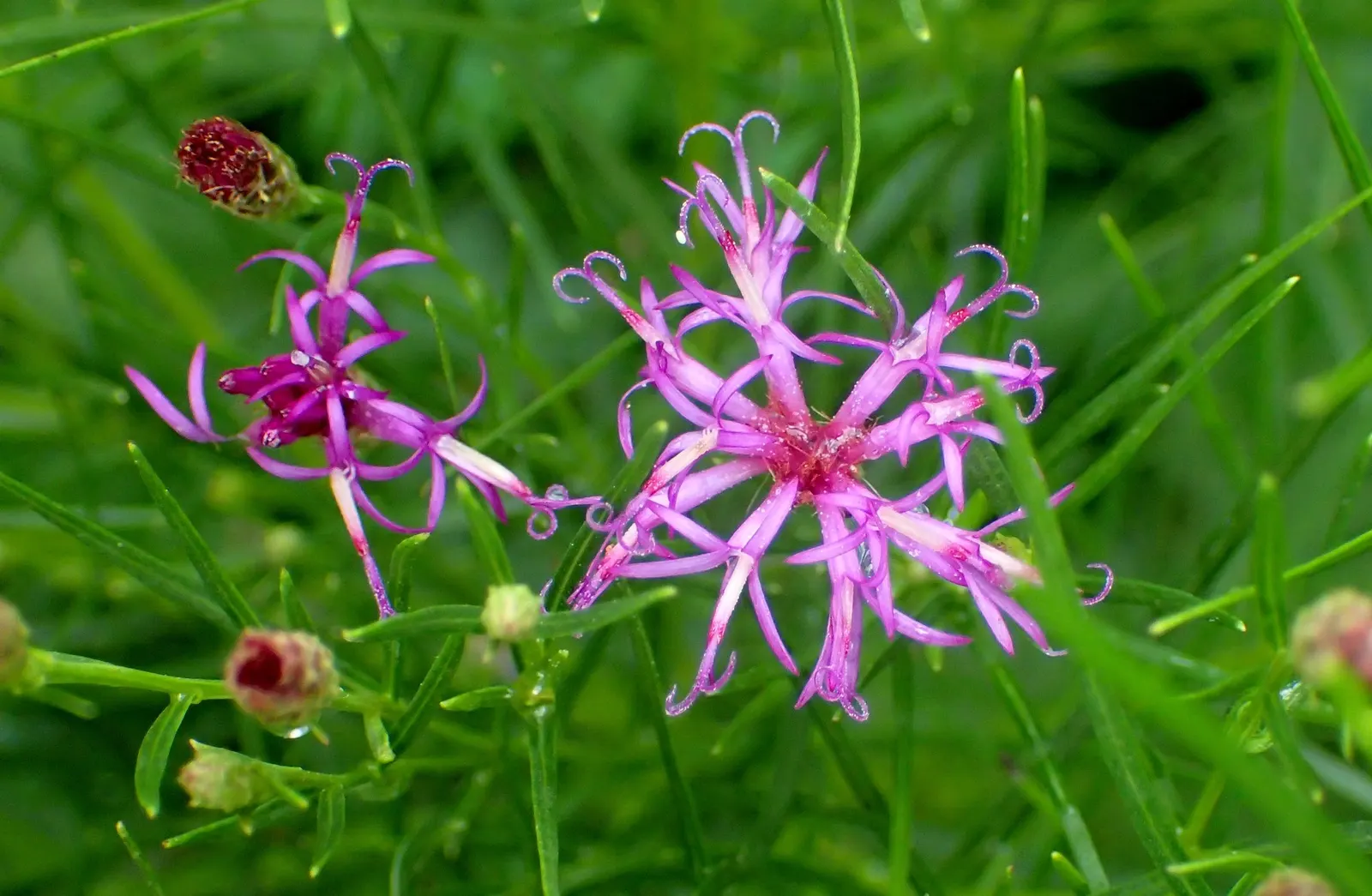 Iron Butterfly Vernonia (Vernonia Lettermanii 'Iron Butterfly') — reaching a mature height of 24 to 30 inches and spreading up to 24 inches