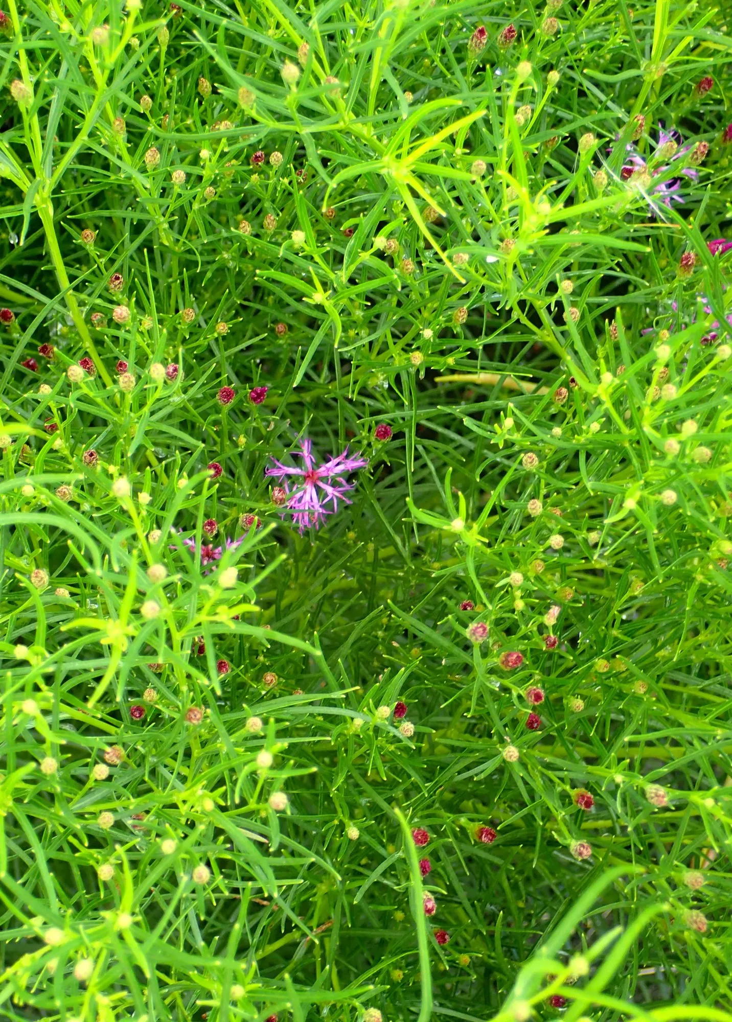 Iron Butterfly Vernonia (Vernonia Lettermanii 'Iron Butterfly') — scientifically named Vernonia lettermanii 'Iron Butterfly'