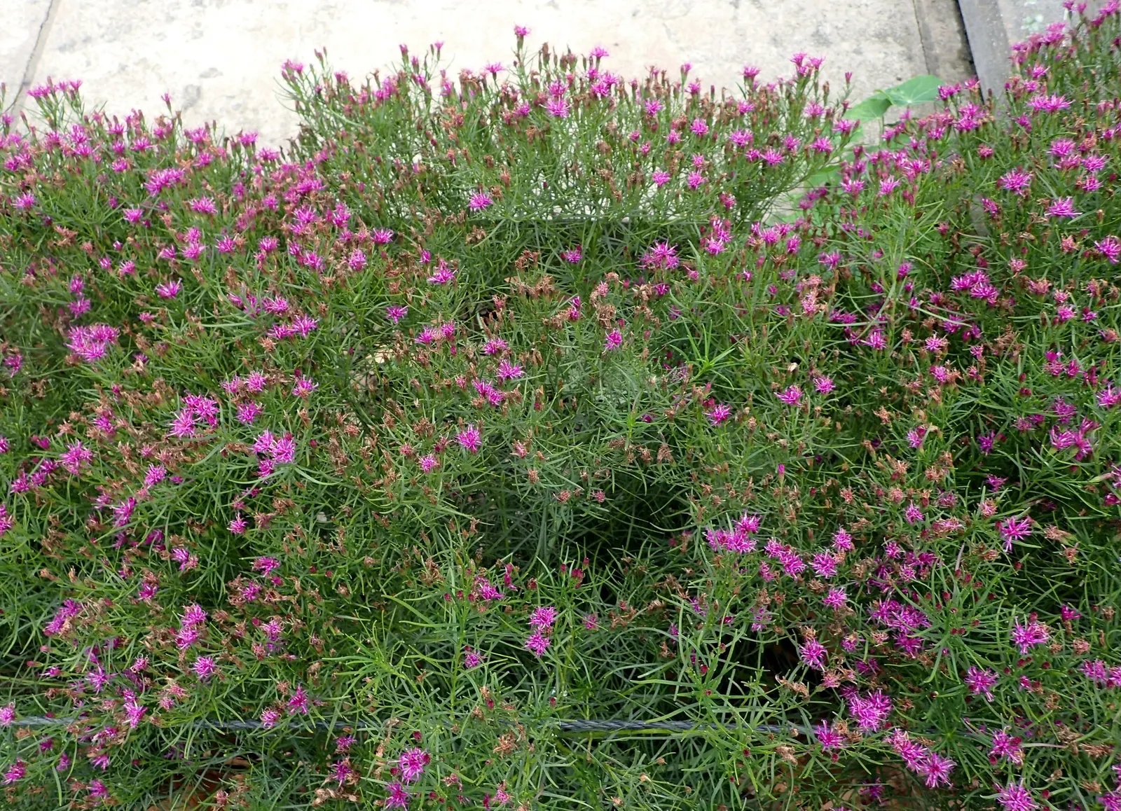 Iron Butterfly Vernonia (Vernonia Lettermanii 'Iron Butterfly') — This plant is a cultivar of Threadleaf Ironweed