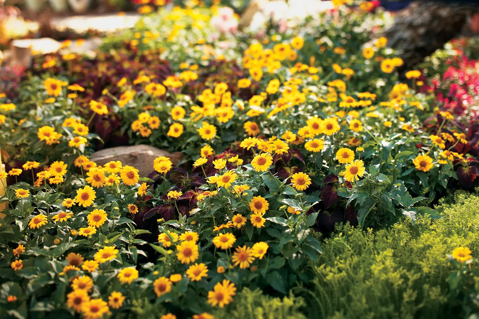 'Tuscan Sun' Perennial Sunflower (Heliopsis helianthoides) — Most compact Heliopsis available; yellow flowers in the garden, image 35