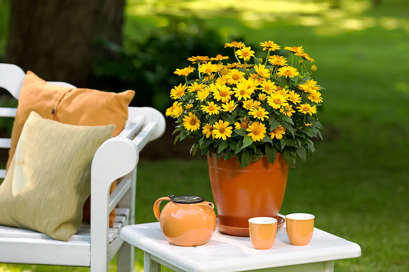 'Tuscan Sun' Perennial Sunflower (Heliopsis helianthoides) — more controllable in the landscape; while deadheading may encourage additional, image 36