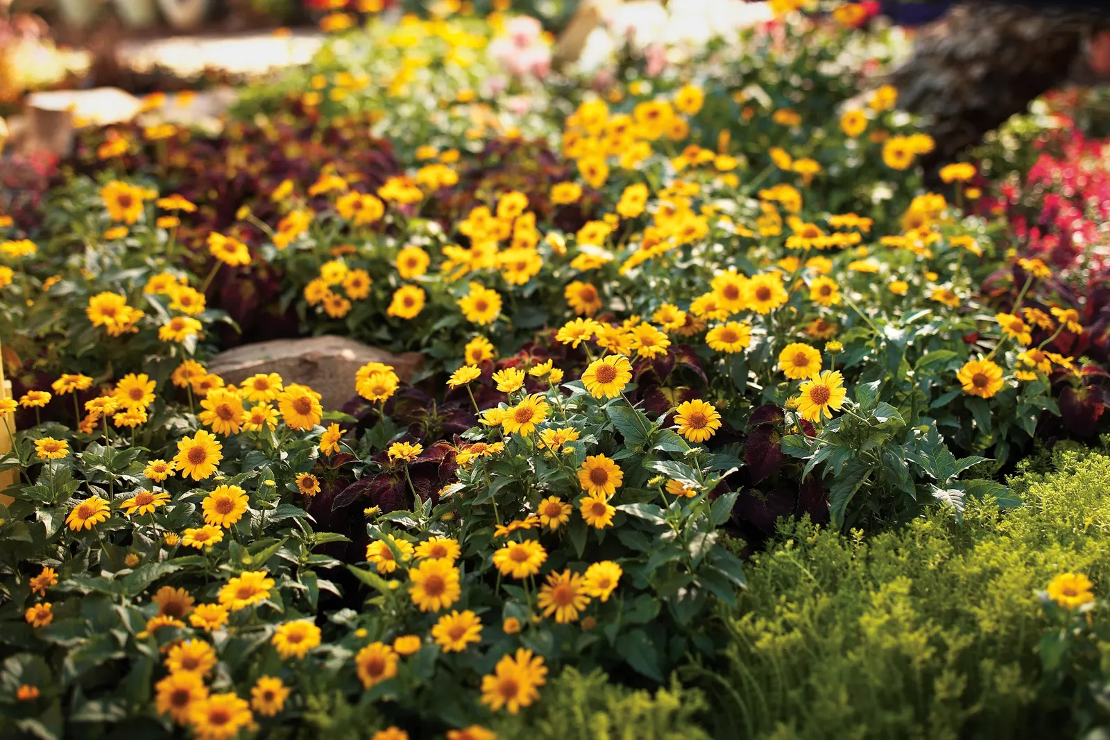 'Tuscan Sun' Perennial Sunflower (Heliopsis helianthoides) — yellow flowers in the garden; the breakthrough here is an easy flowering Heliopsis, image 44