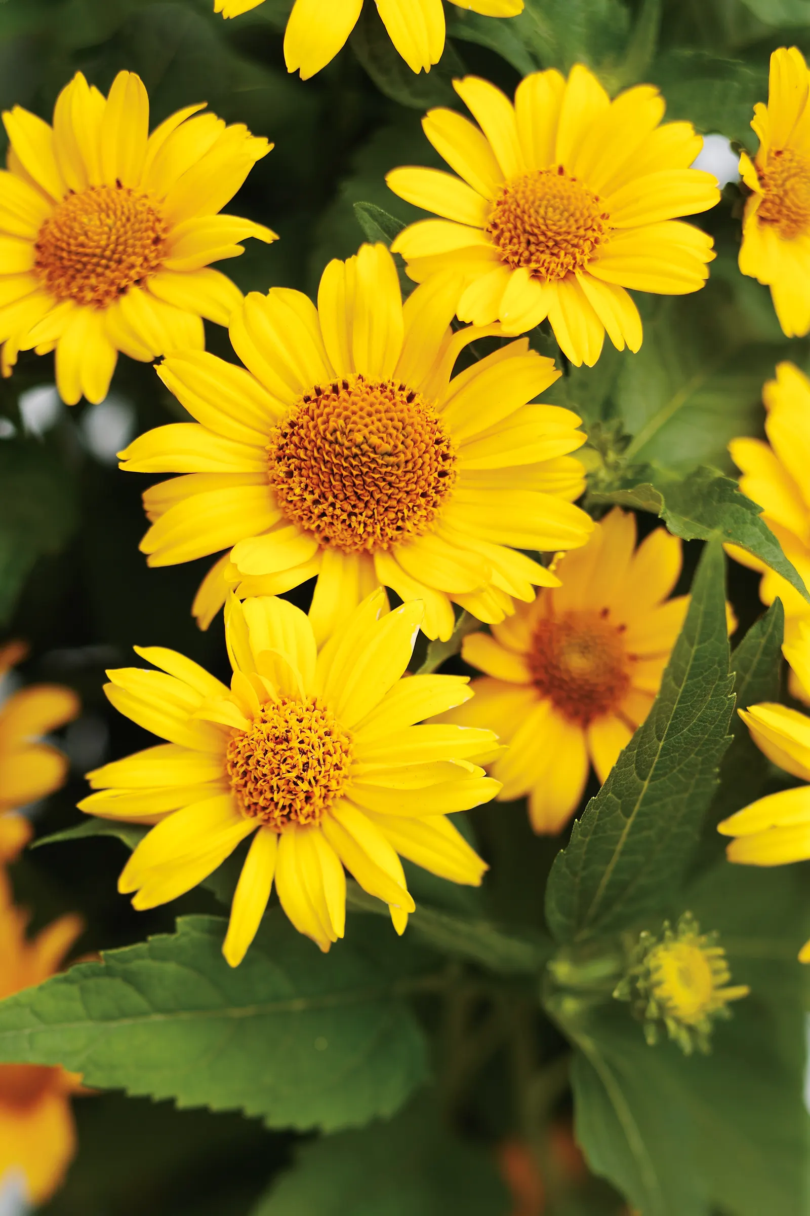 'Tuscan Sun' Perennial Sunflower (Heliopsis helianthoides) — The breakthrough here is an easy flowering Heliopsis with a shorter plant size, image 52