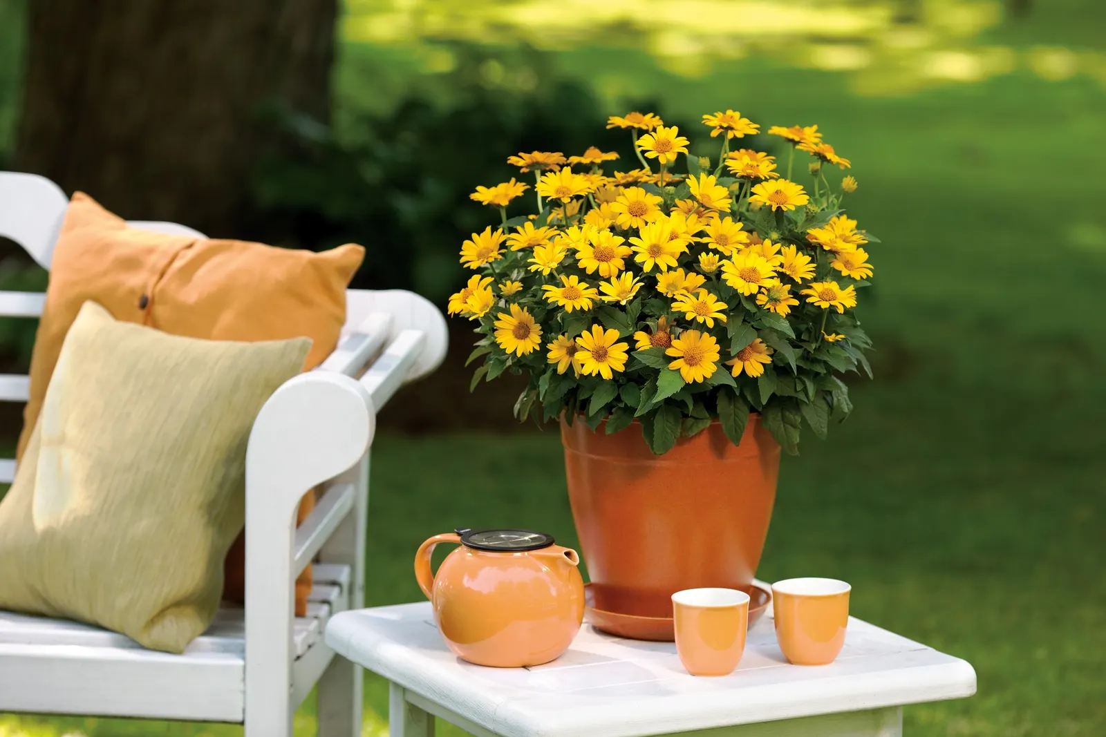 'Tuscan Sun' Perennial Sunflower (Heliopsis helianthoides) — Tuscan Sun perennial sunflower is heat tolerant and will tolerate somewhat dry soils, image 28