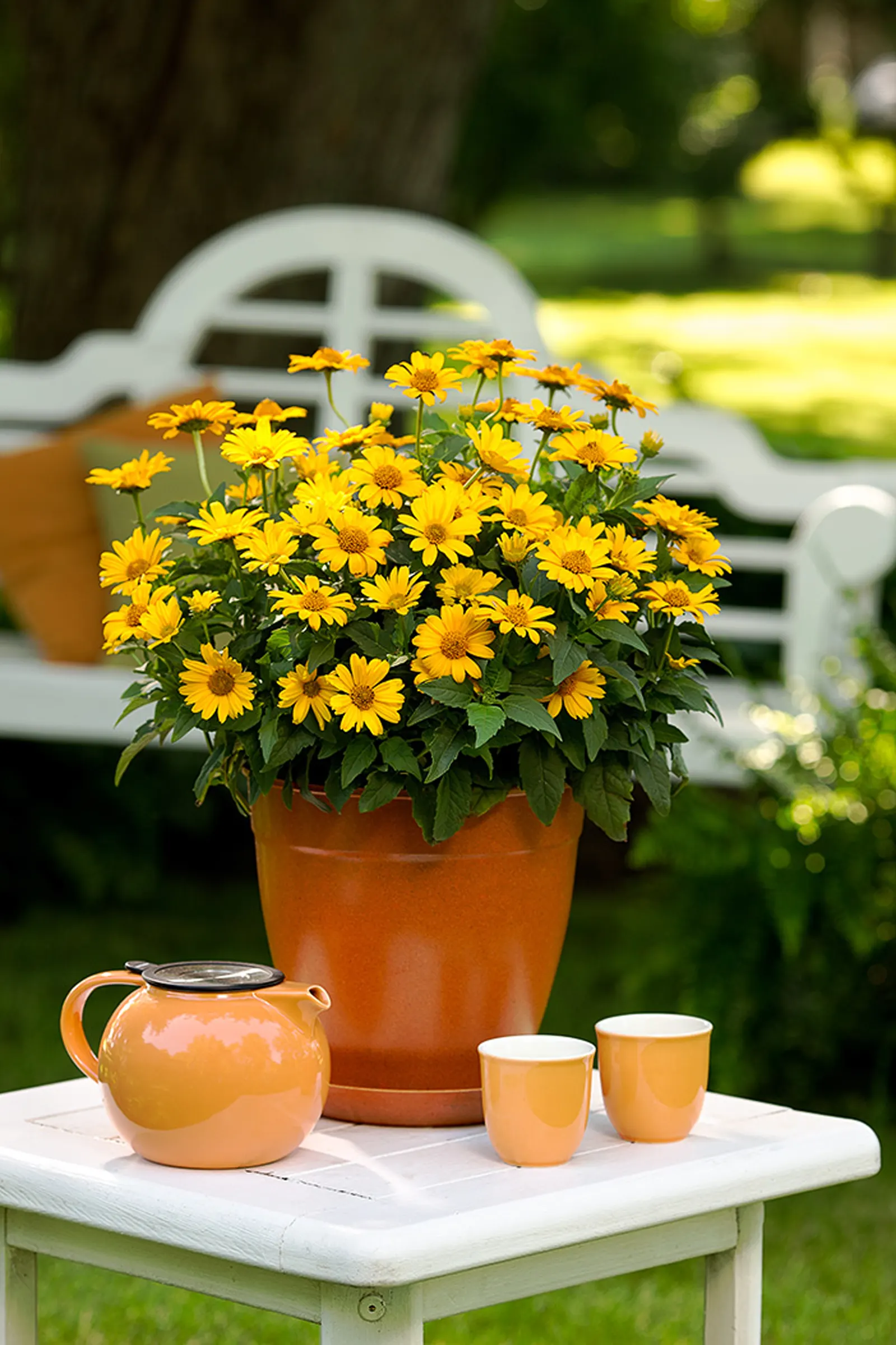 'Tuscan Sun' Perennial Sunflower (Heliopsis helianthoides) — Most compact Heliopsis available; yellow flowers in the garden, image 24