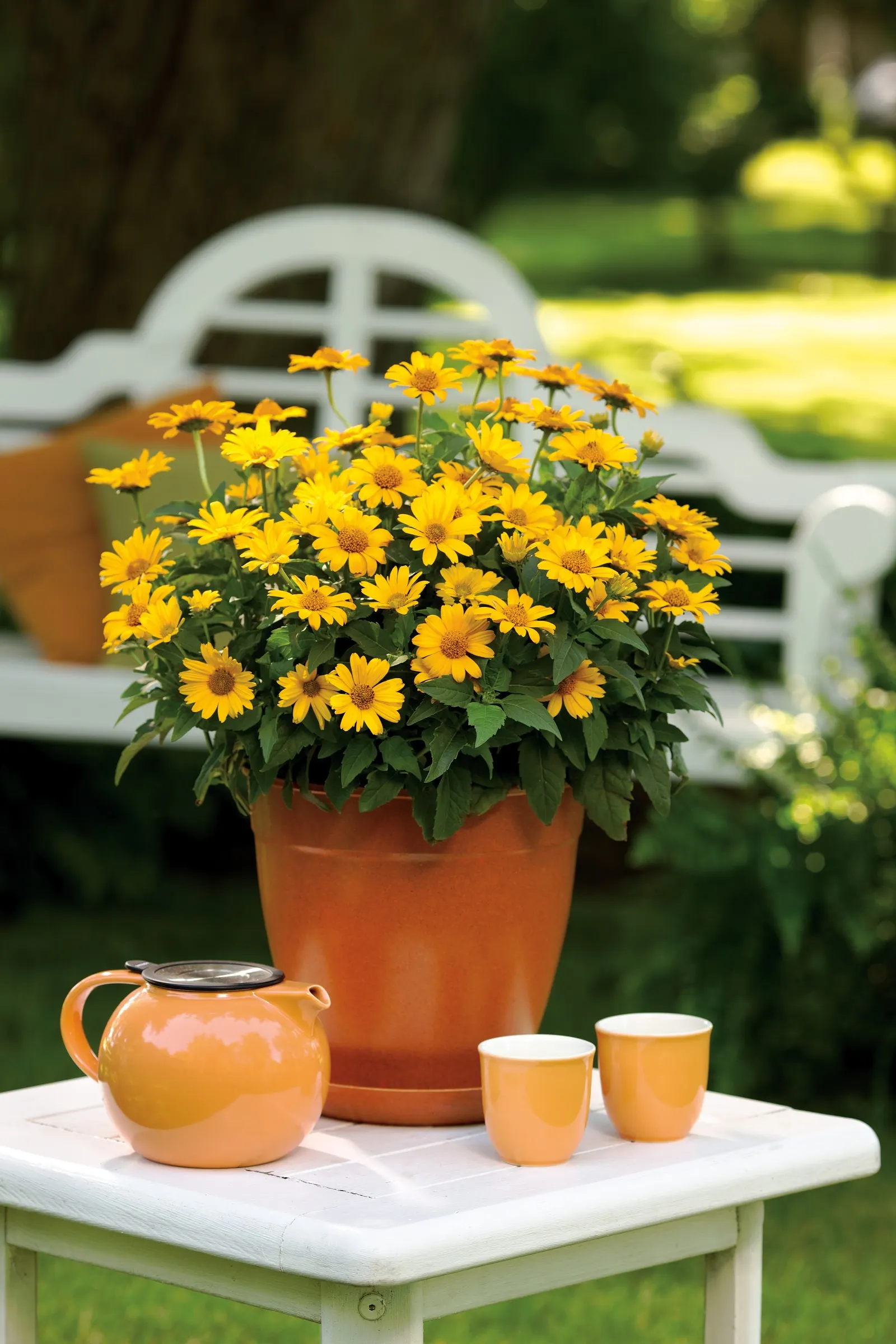 'Tuscan Sun' Perennial Sunflower (Heliopsis helianthoides) — The breakthrough here is an easy flowering Heliopsis with a shorter plant size; outstanding garden
