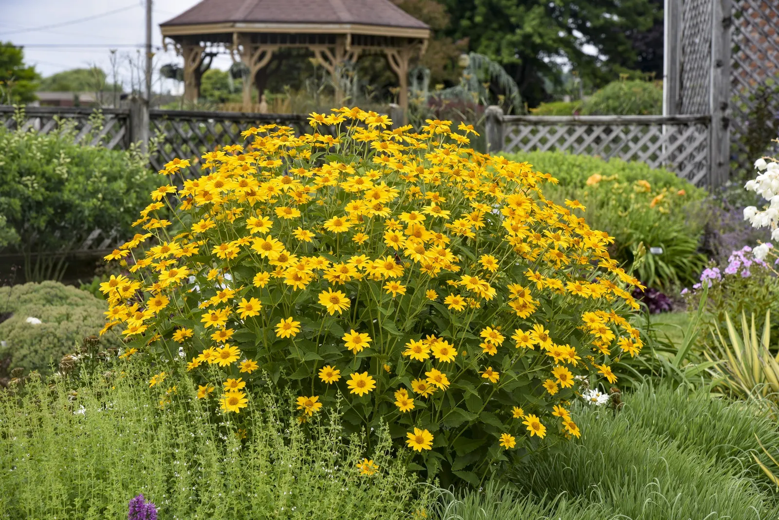 'Tuscan Sun' Perennial Sunflower (Heliopsis helianthoides) — Tuscan Sun perennial sunflower is heat tolerant and will tolerate somewhat dry soils, image 39