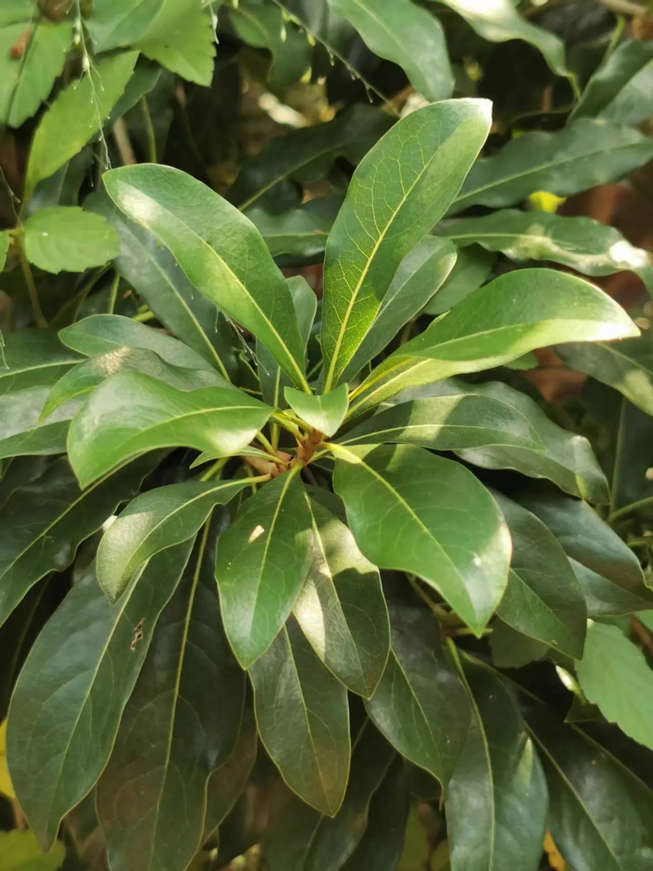 Chinese Pittosporum (Pittosporum Heterophyllum) — adding a subtle charm and attracting beneficial pollinators to the garden