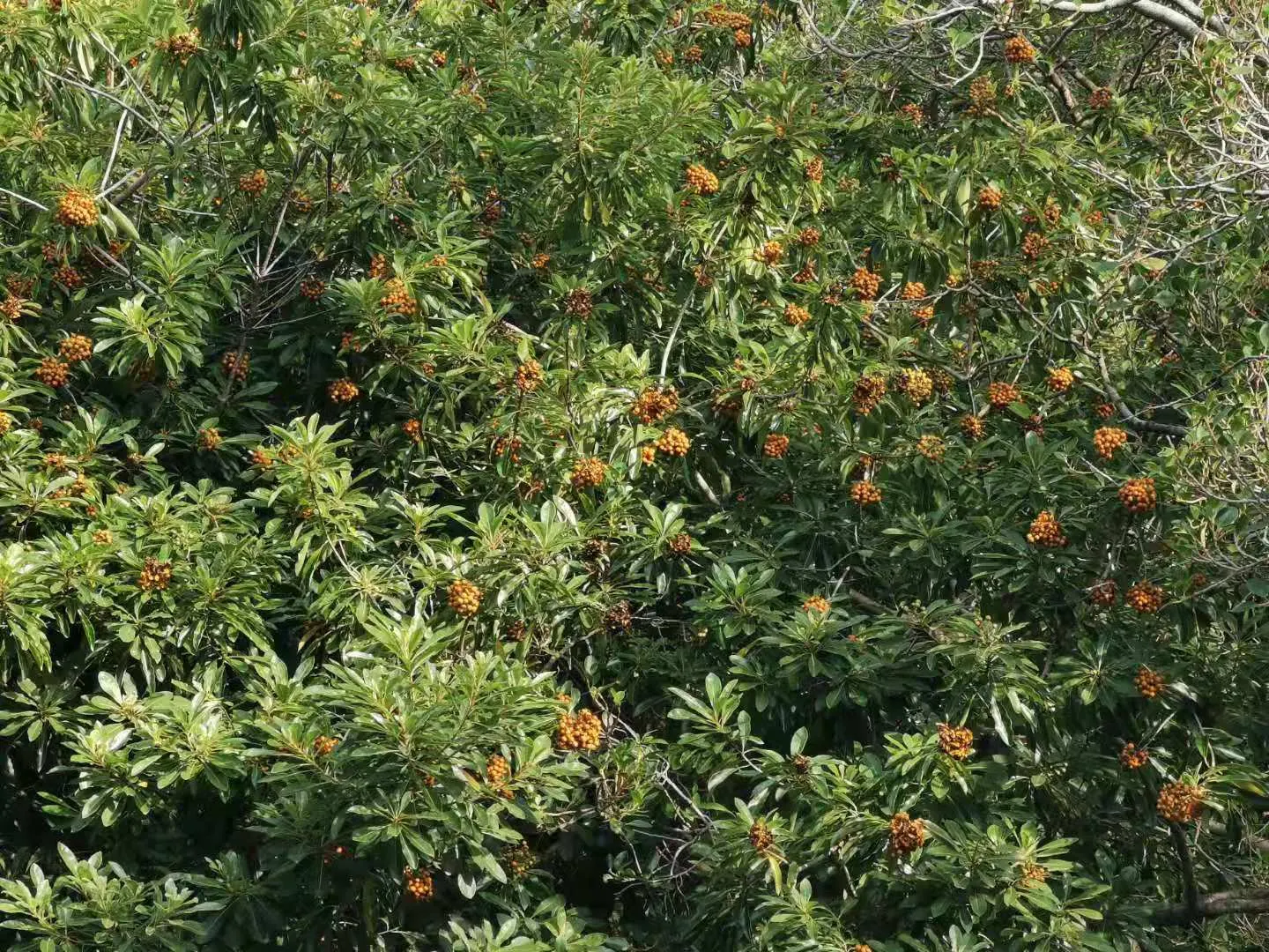 Chinese Pittosporum (Pittosporum Heterophyllum) — scientifically known as Pittosporum heterophyllum