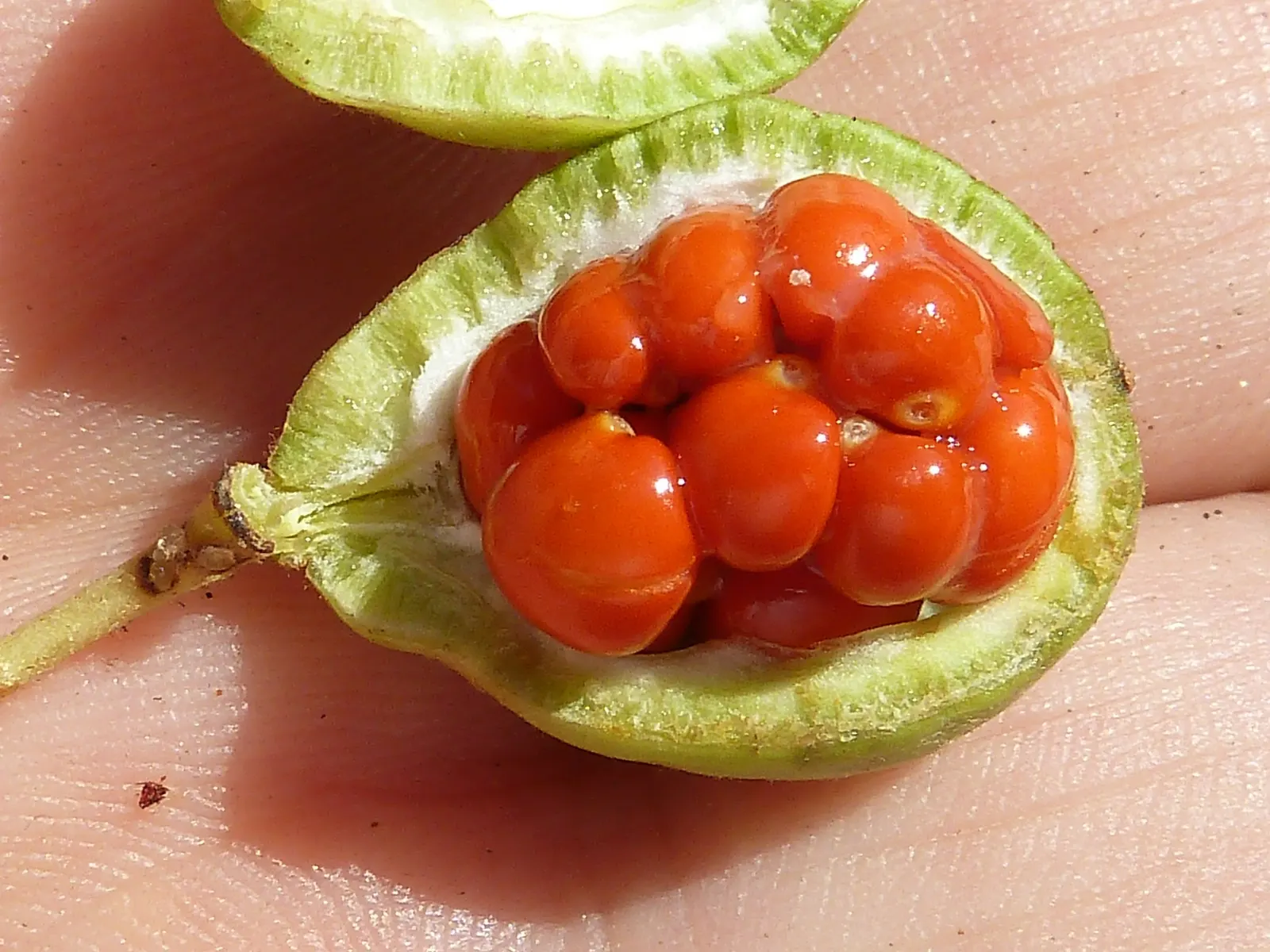 Chinese Pittosporum (Pittosporum Heterophyllum) — broadleaf evergreen / shrub for full or half