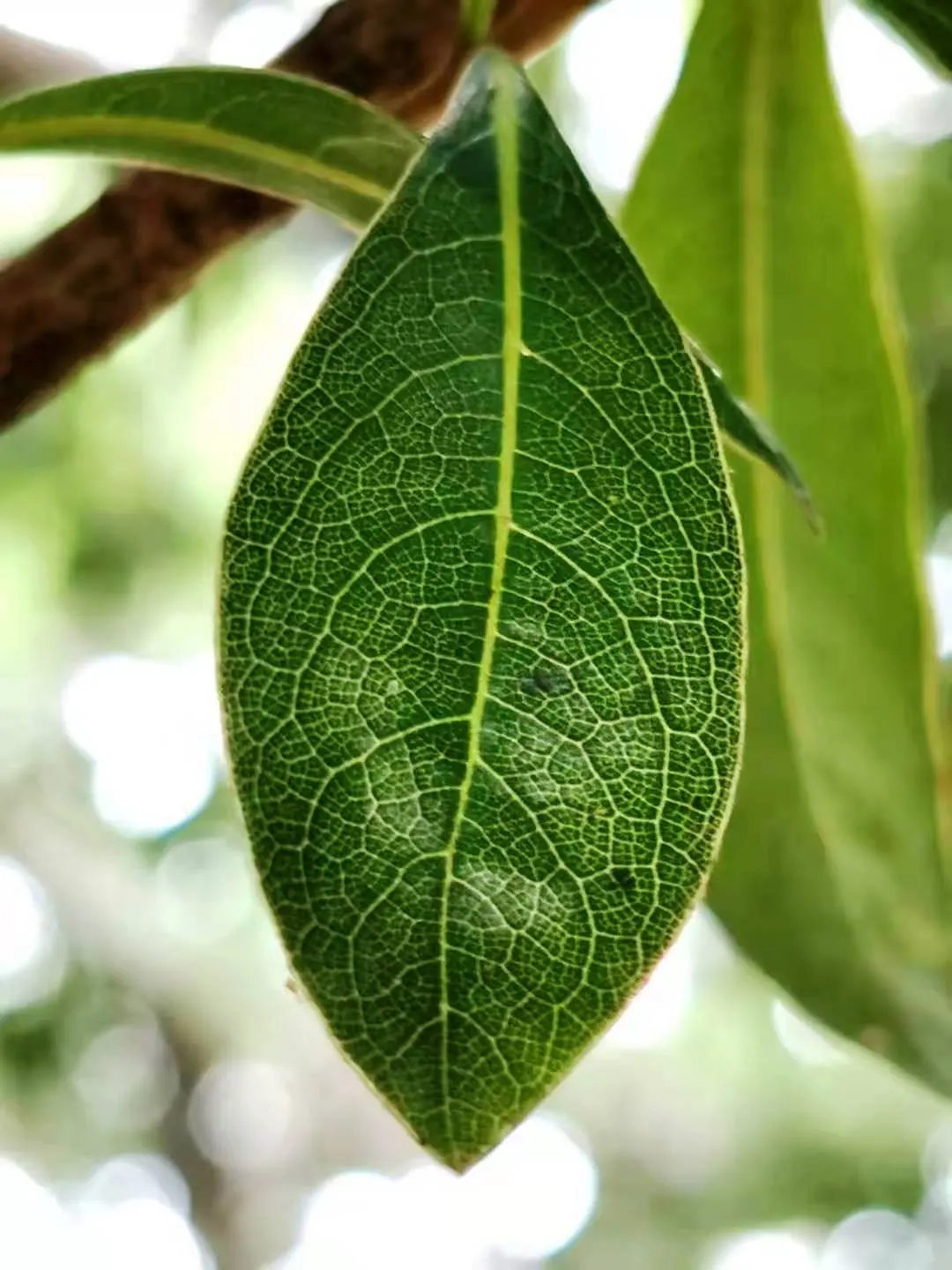 Chinese Pittosporum (Pittosporum Heterophyllum) — The leaves are unique in their variation; newer growth boasts a narrow shape and lighter green hue