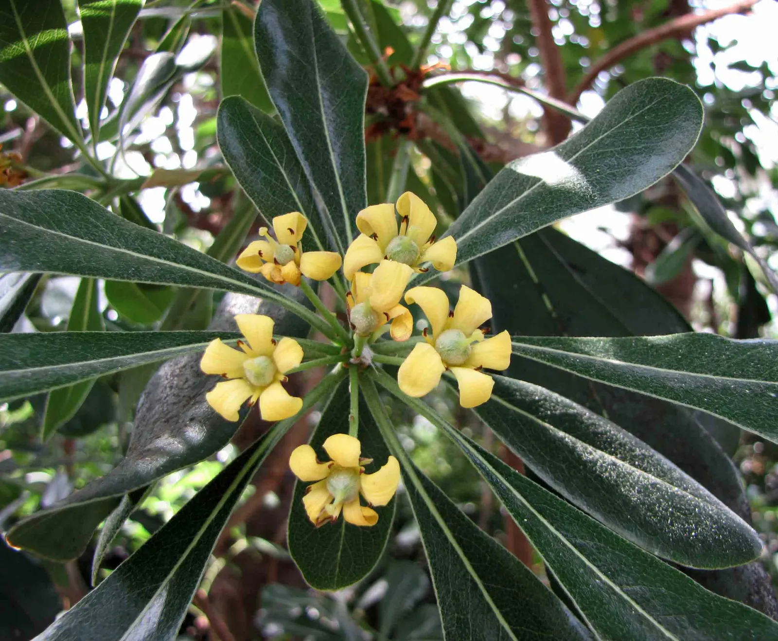 Chinese Pittosporum (Pittosporum Heterophyllum) — demonstrating moderate tolerance to drought once established