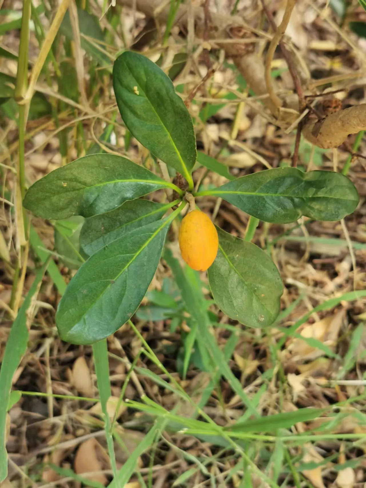 Chinese Pittosporum (Pittosporum Heterophyllum) — The Chinese Pittosporum (Pittosporum heterophyllum) is a robust