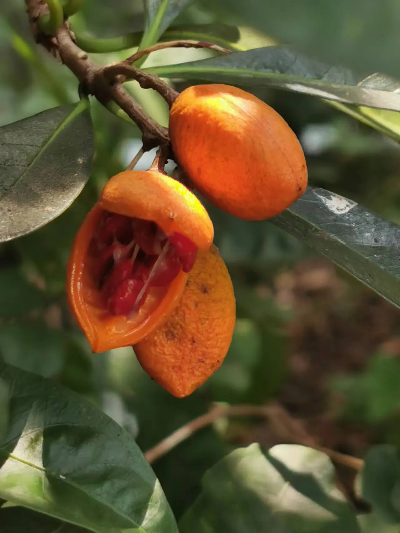 Chinese Pittosporum (Pittosporum Heterophyllum) — evergreen shrub reaching 6-10 feet in height with a similar spread