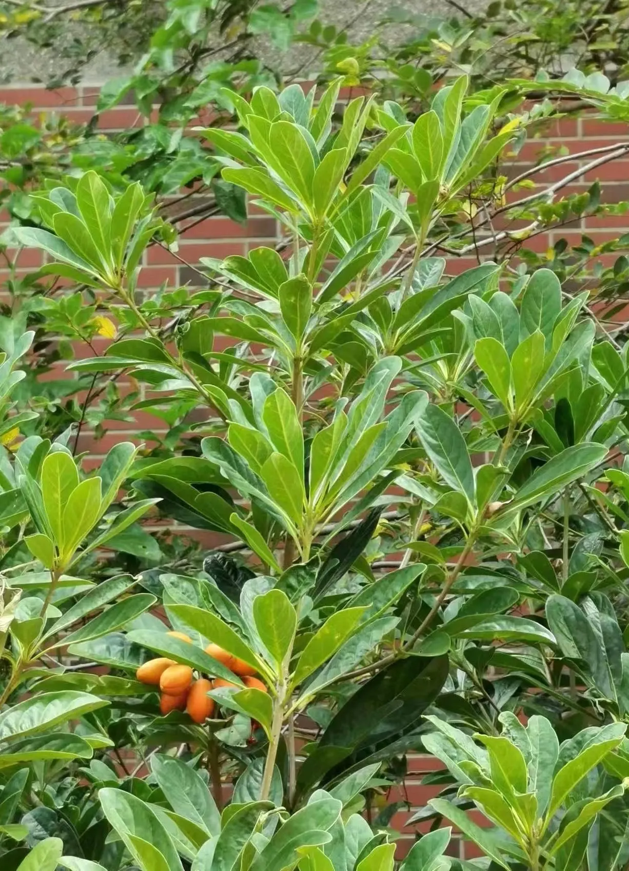 Chinese Pittosporum (Pittosporum Heterophyllum) — It flourishes in USDA hardiness zones 7 through 10