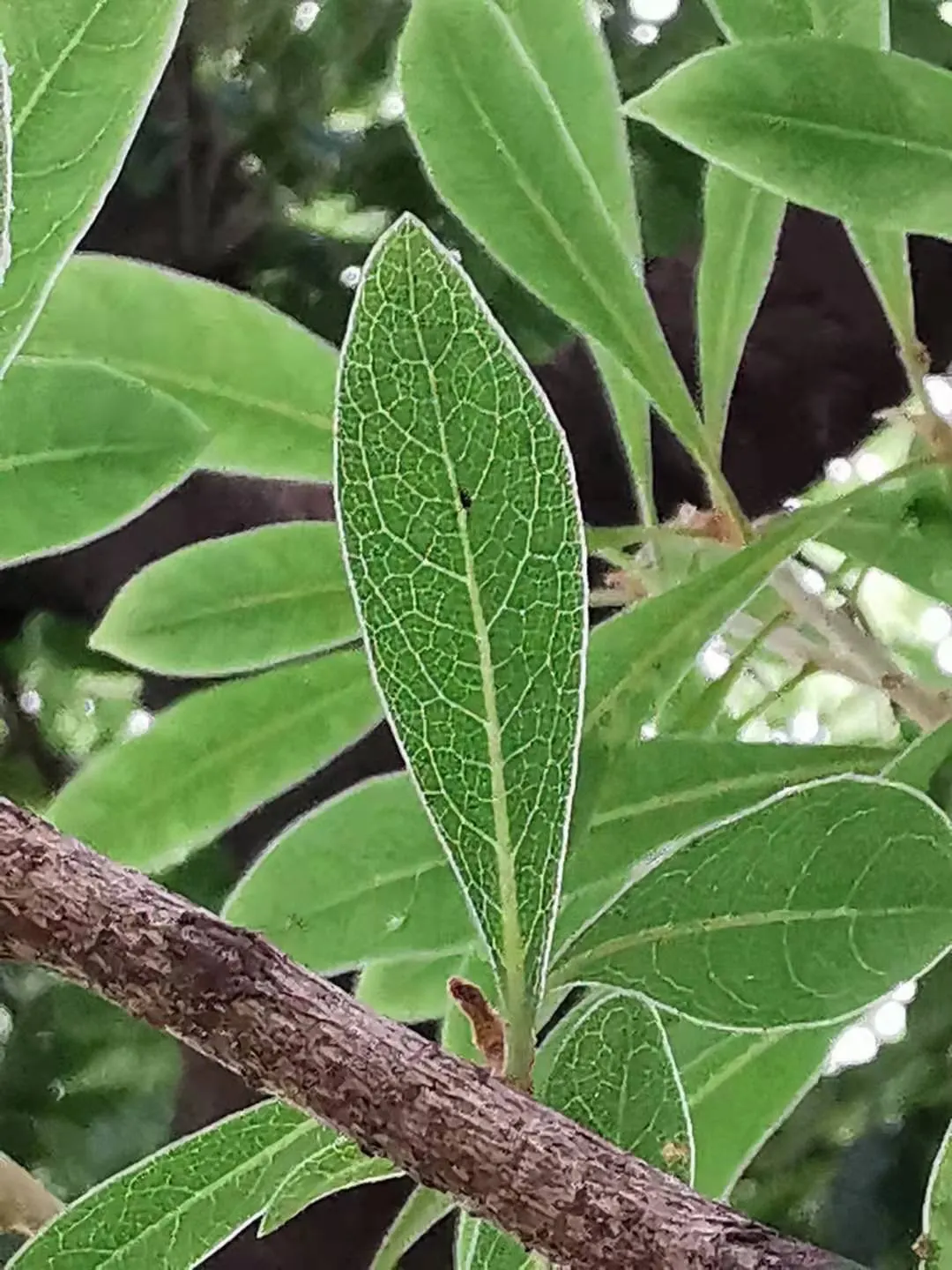 Chinese Pittosporum (Pittosporum Heterophyllum) — Hardy to USDA zone 7, it tolerates a range of conditions, including drought once established