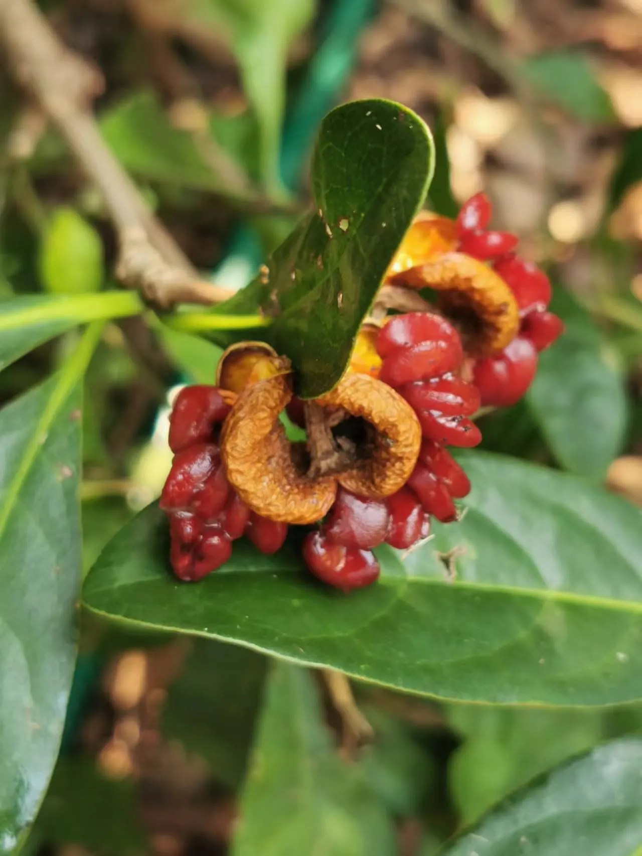 Chinese Pittosporum (Pittosporum Heterophyllum) — The Chinese Pittosporum (Pittosporum heterophyllum) is a robust; in late spring, modest, fragrant white