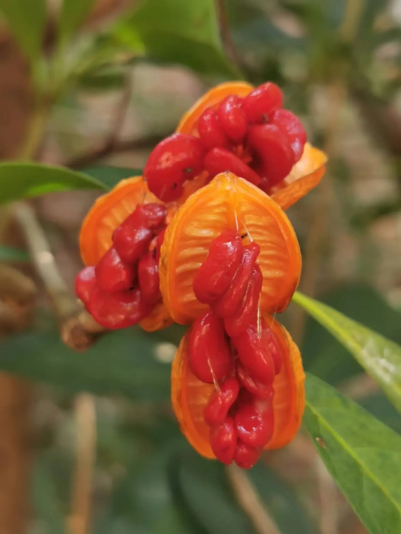 Chinese Pittosporum (Pittosporum Heterophyllum) — making it an ideal choice for creating hedges