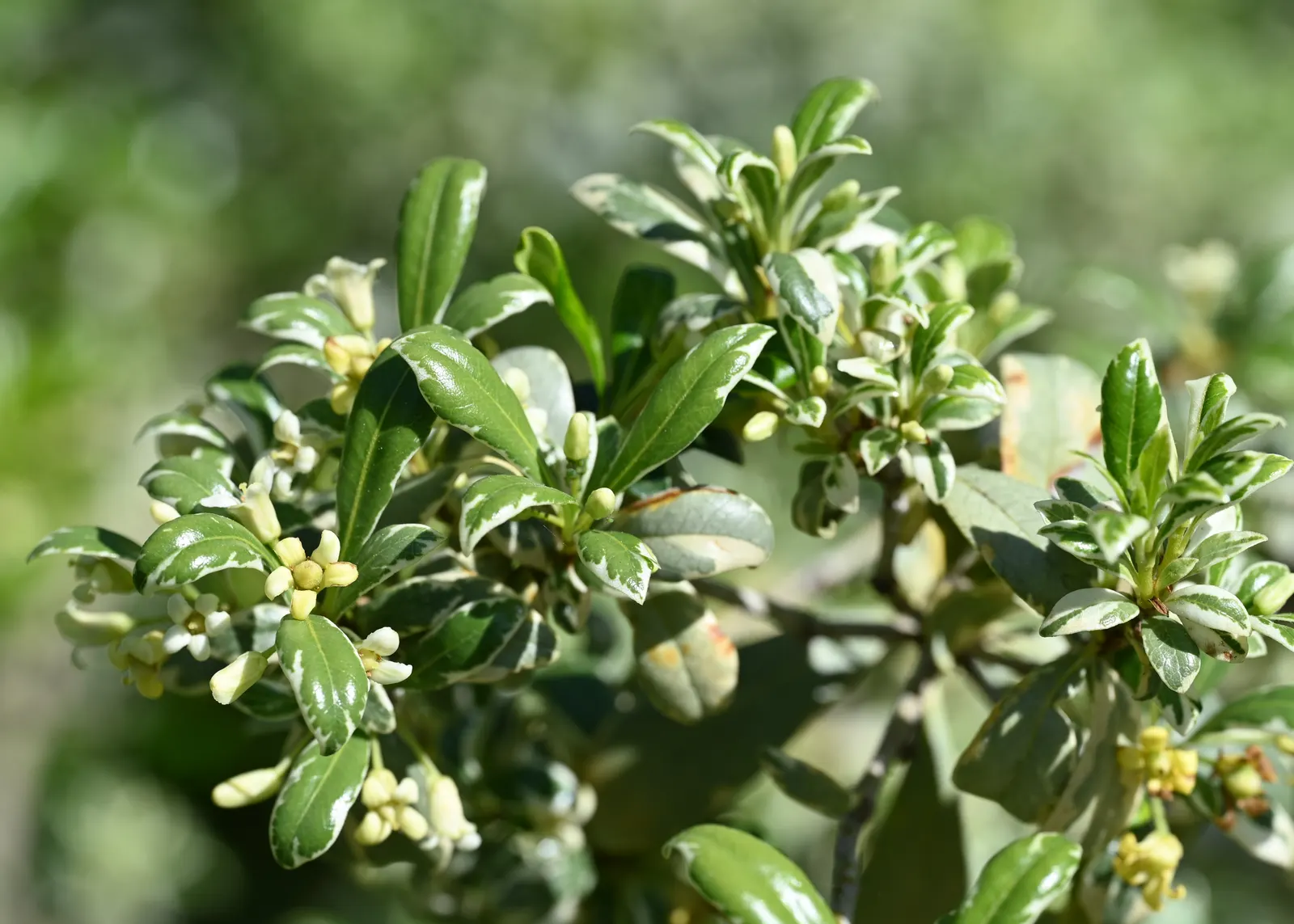 Chinese Pittosporum (Pittosporum Heterophyllum) — this ornamental plant is prized for its lush