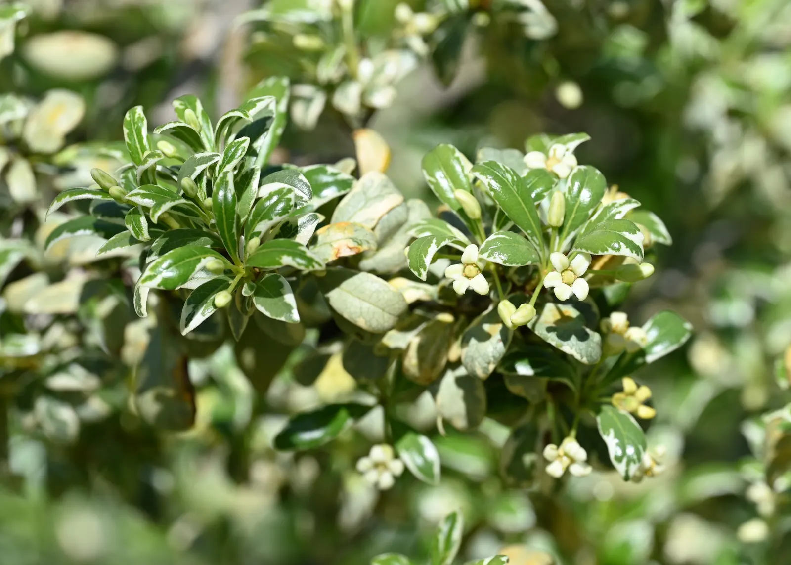 Chinese Pittosporum (Pittosporum Heterophyllum) — glossy foliage and adaptability to various conditions