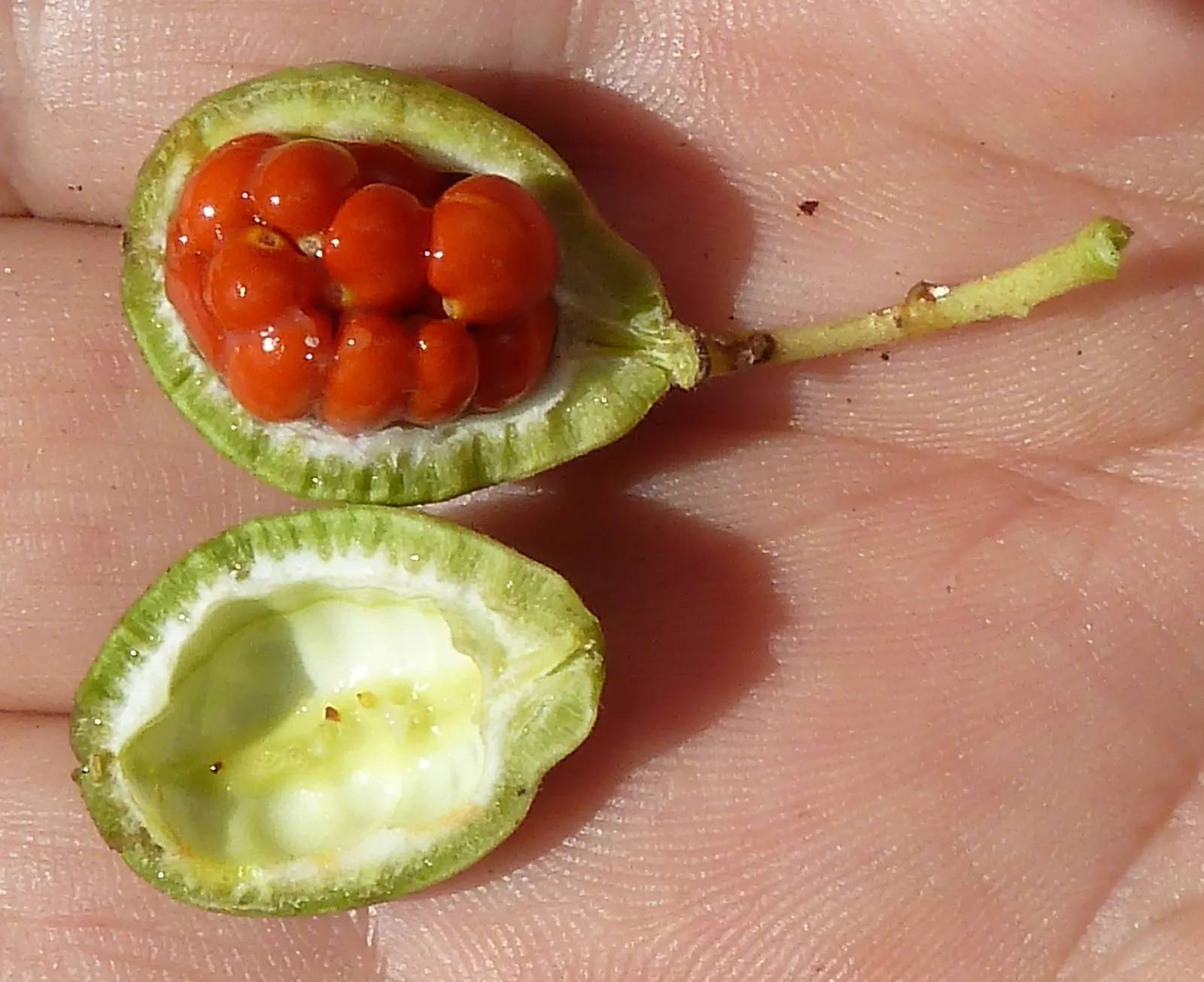 Chinese Pittosporum (Pittosporum Heterophyllum) — evergreen shrub reaching 6-10 feet in height with a similar spread; the leaves are unique in their variation