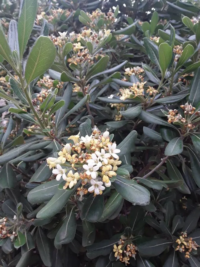 Chinese Pittosporum (Pittosporum Heterophyllum) — while mature foliage transitions to a broader
