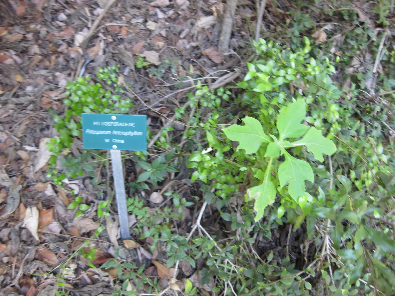 Chinese Pittosporum (Pittosporum Heterophyllum) — yet fragrant flowers may emerge