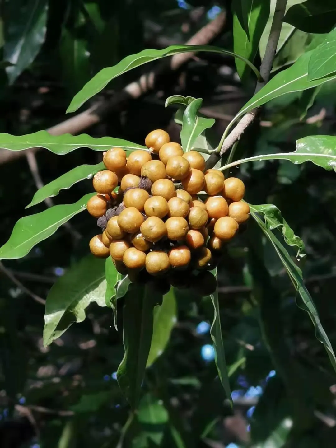 Chinese Pittosporum (Pittosporum Heterophyllum) — yellow flowers in the garden