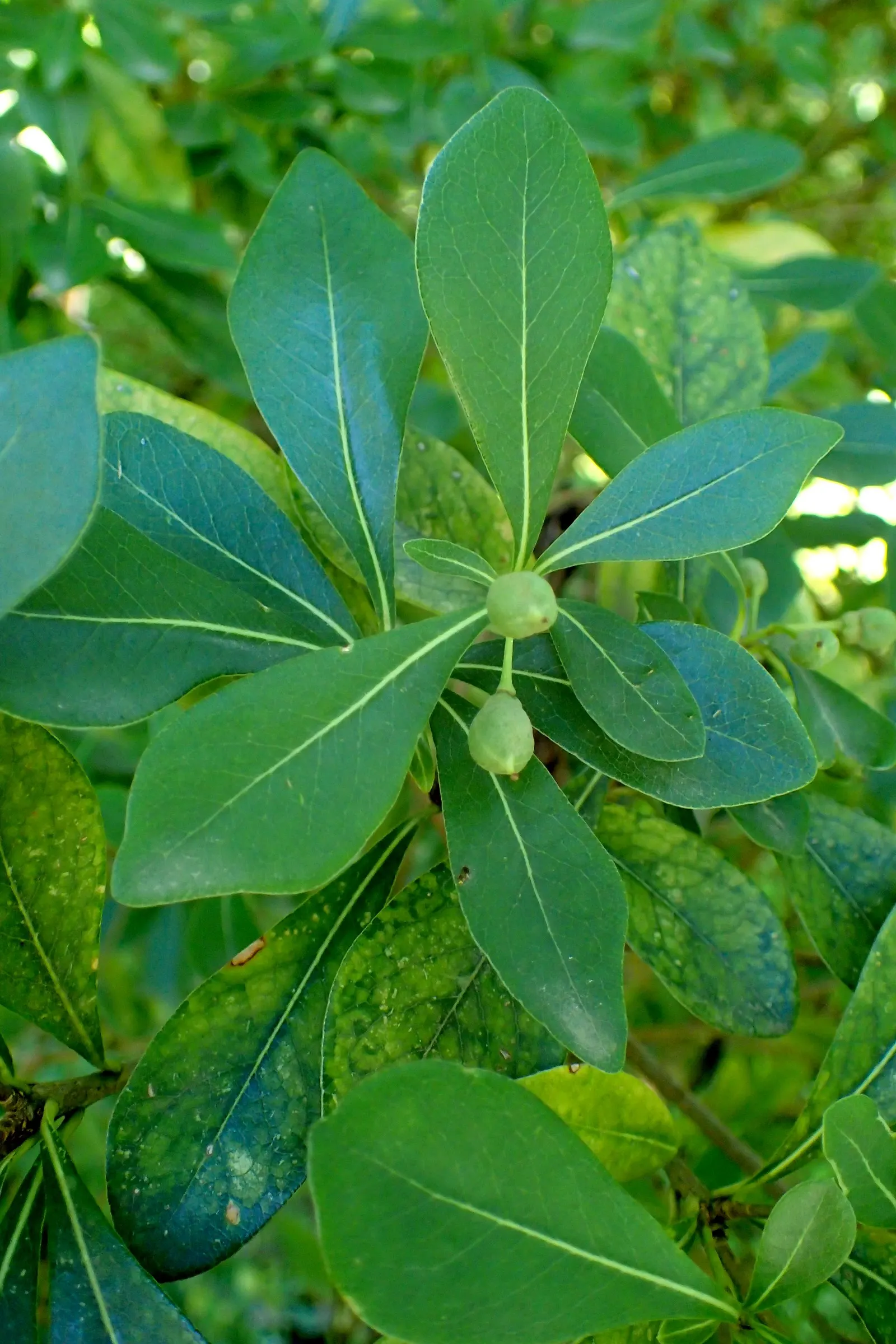 Chinese Pittosporum (Pittosporum Heterophyllum) — is an evergreen shrub that can add a touch of elegance and versatility to any landscape design