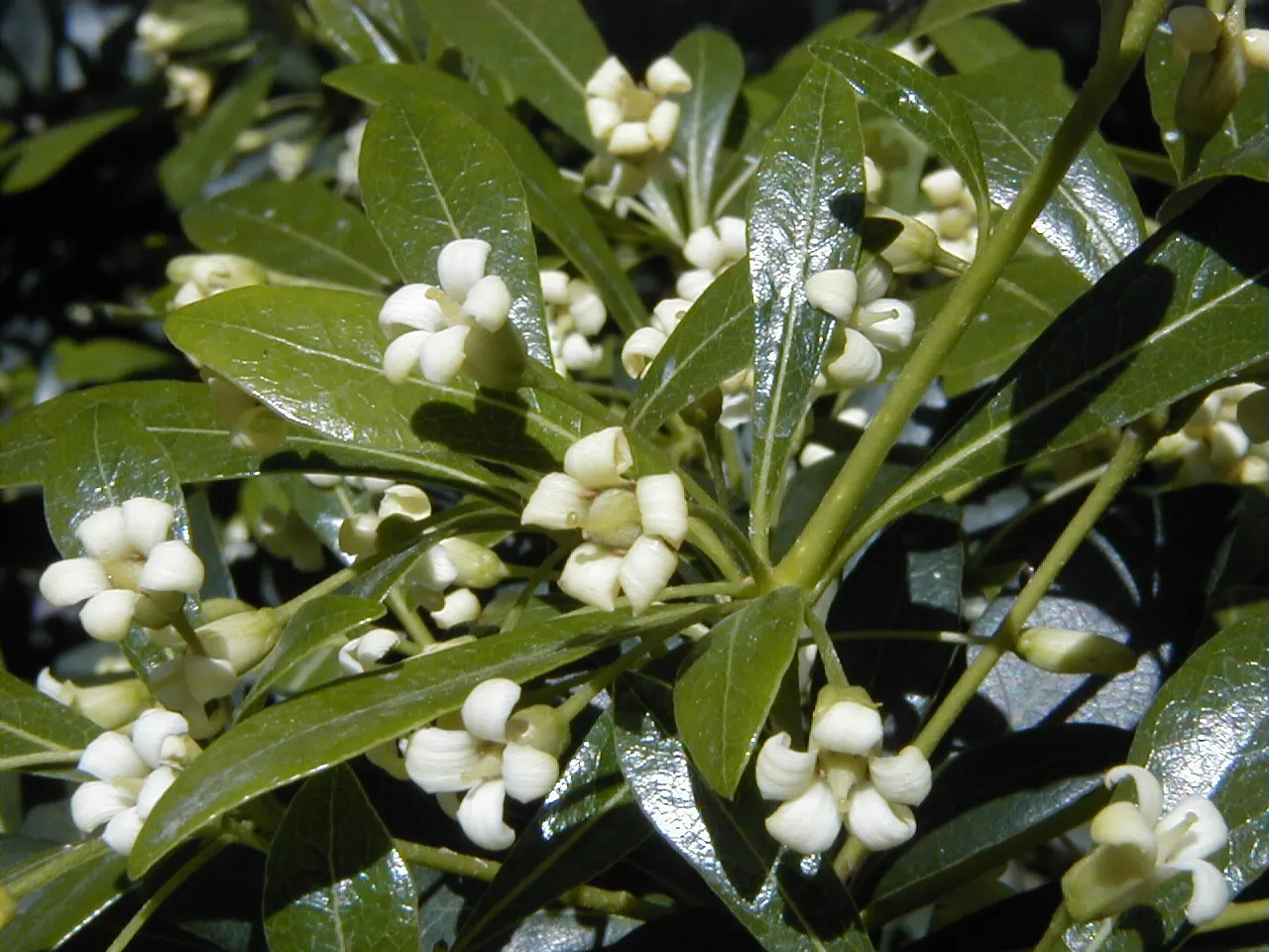Chinese Pittosporum (Pittosporum Heterophyllum) — Ideal for hedges or screens, it thrives in full sun to part shade and requires well-drained soil