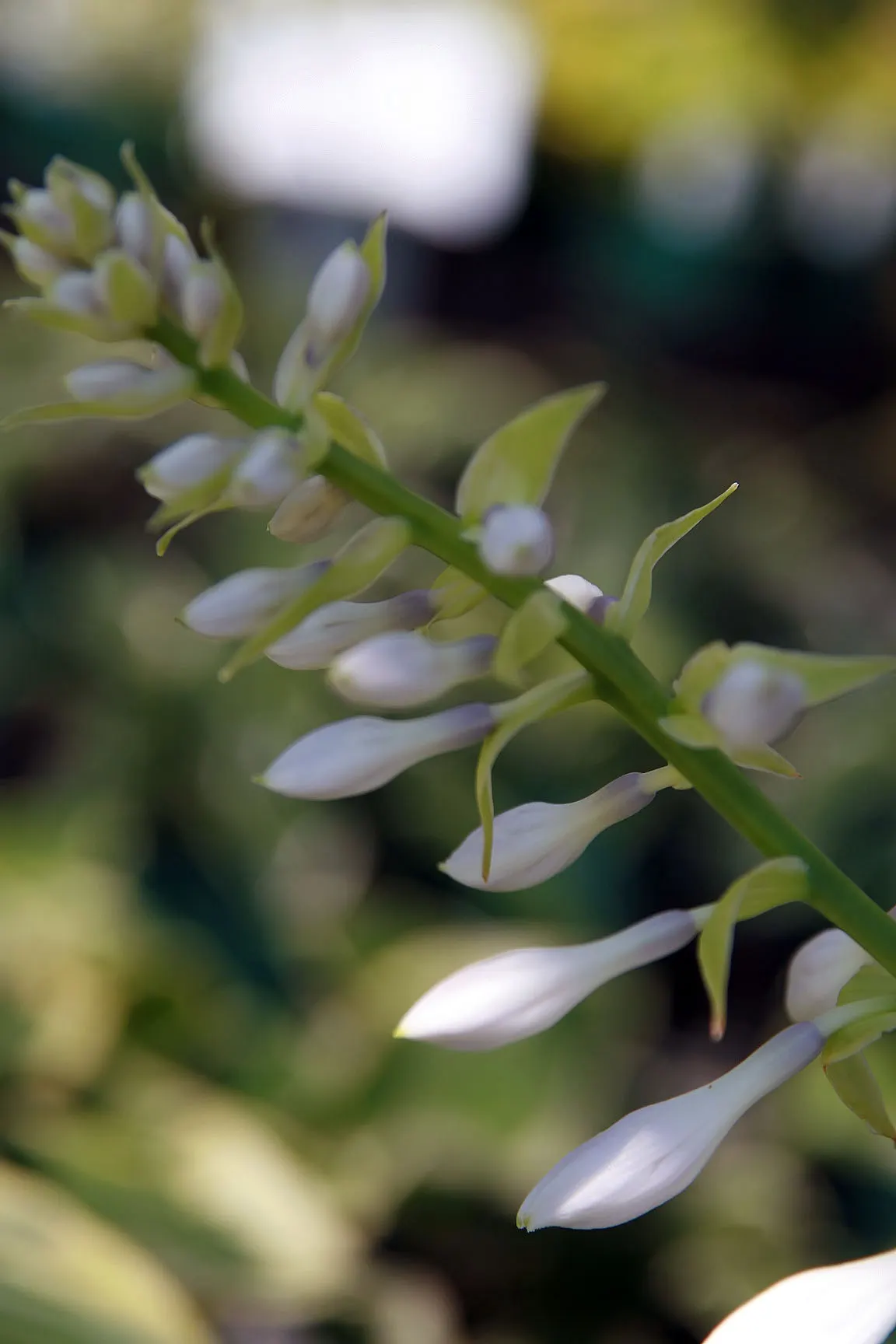 Blue Angel Hosta (Hosta 'Blue Angel') — This robust cultivar can reach a mature height of about 36 inches with a spread of up to 48 inches